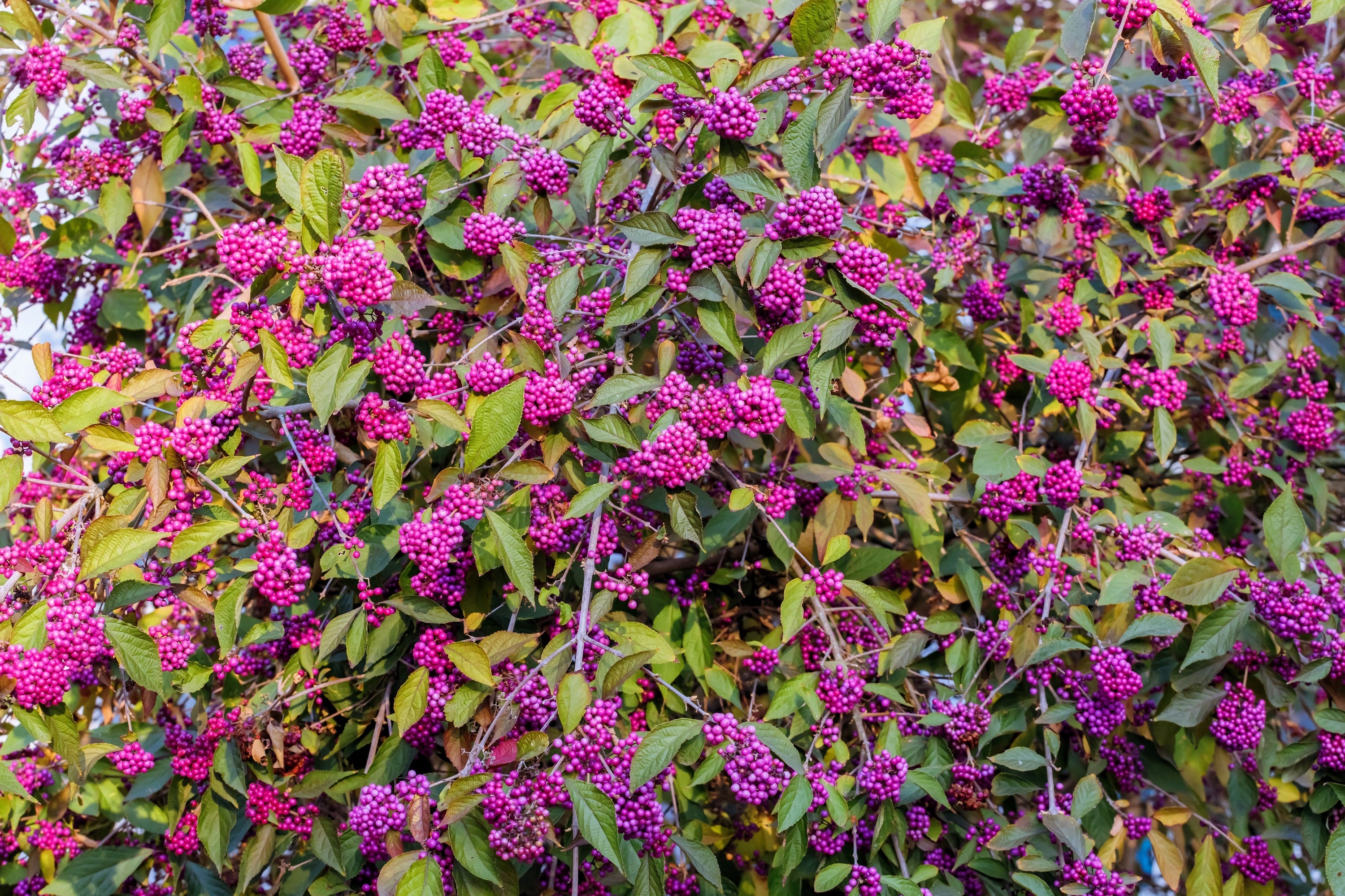 40 American PURPLE BEAUTYBERRY Shrub Flower Callicarpa Americana Seeds