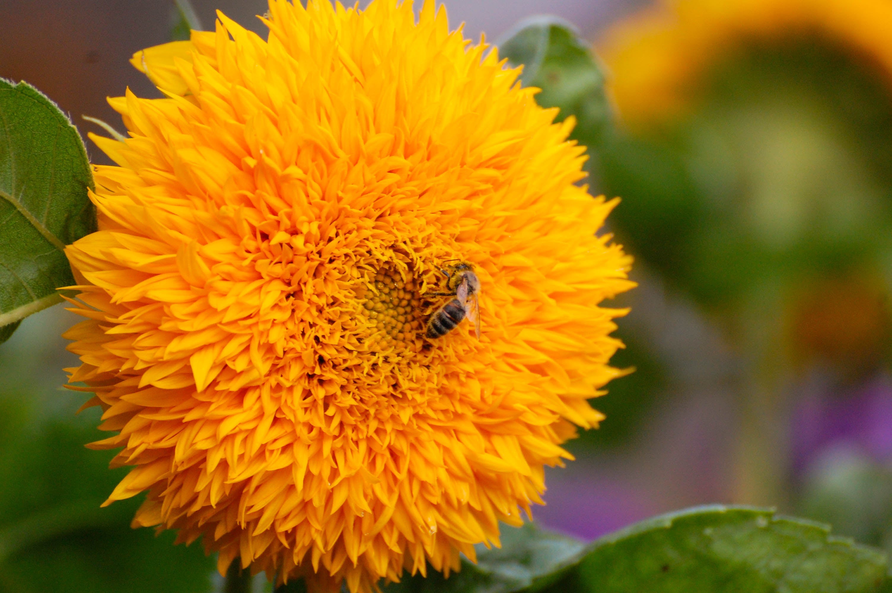 150 Double DWARF TEDDYBEAR SUNFLOWER Helianthus Annuus Yellow Flower Seeds