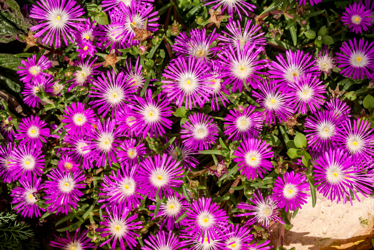 25 STARDUST ICE PLANT Mesembryanthemum Delosperma Floribunda Perennial Purple & White Flower Seeds