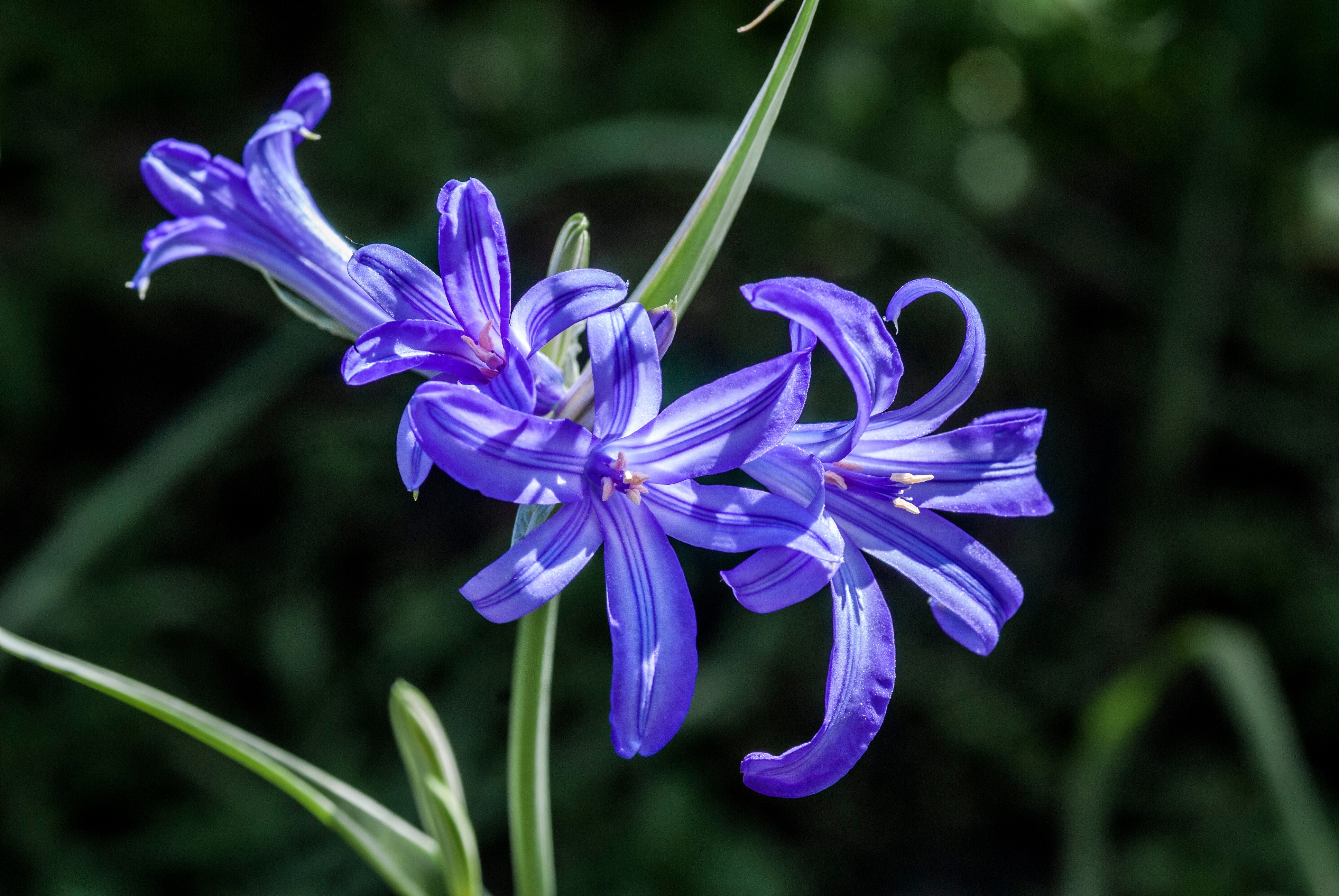 10 BLUE SIBERIAN LILY Mountain Ixia Altai Ixiolirion Tataricum Flower Seeds