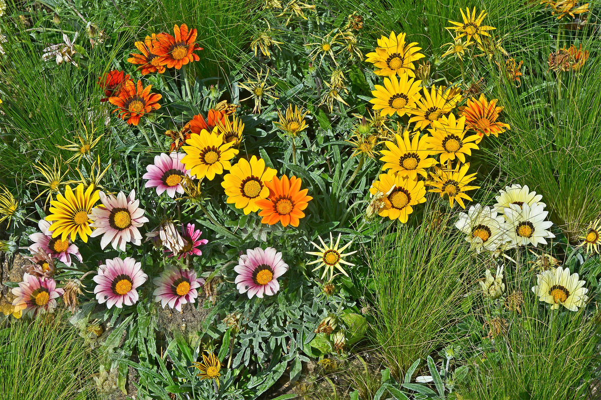 30 Mixed Colors GAZANIA Rigens Treasure Flower Seeds