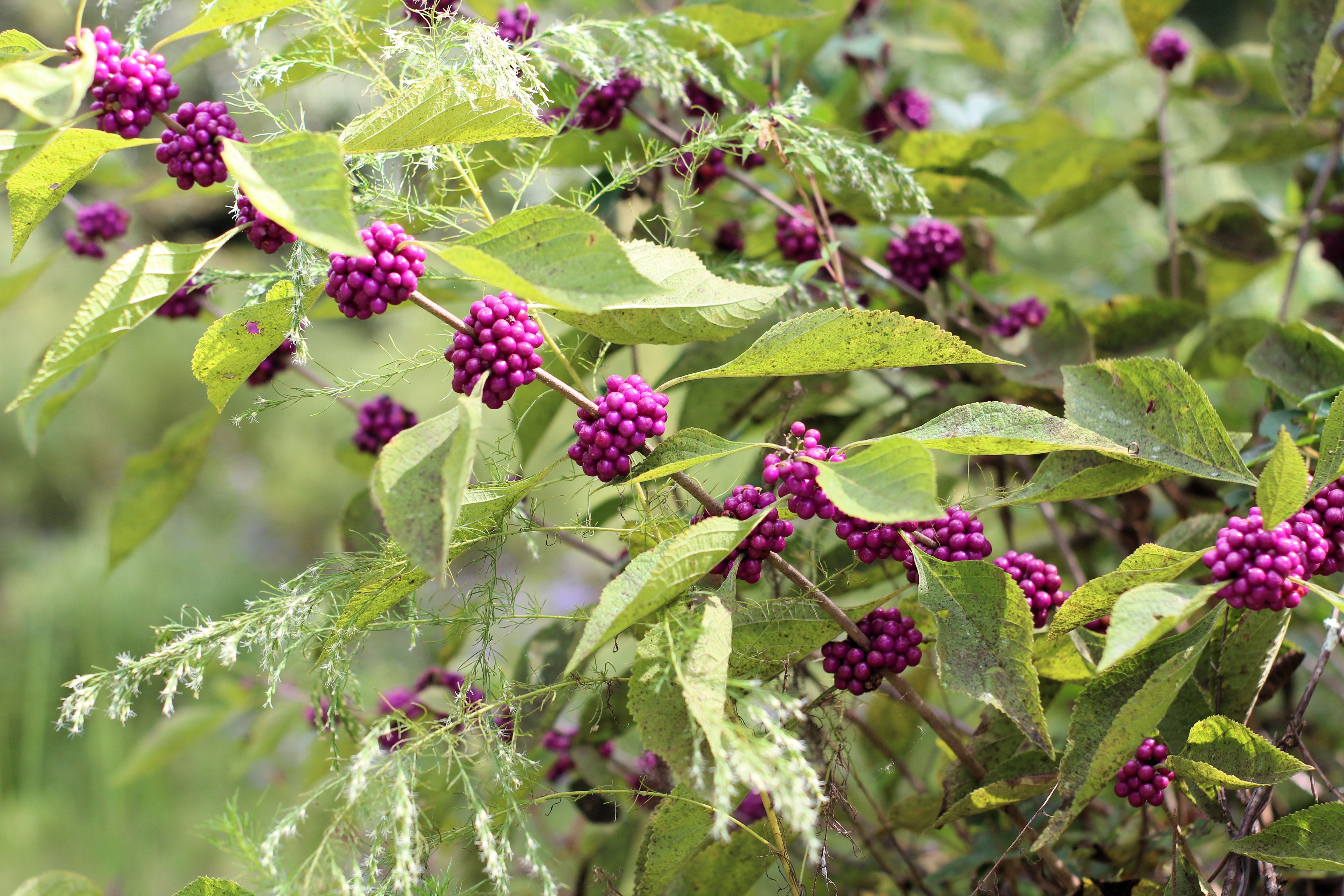 40 American PURPLE BEAUTYBERRY Shrub Flower Callicarpa Americana Seeds