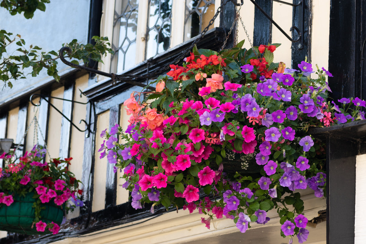 250 MIXED COLORS PETUNIA Flower Seeds