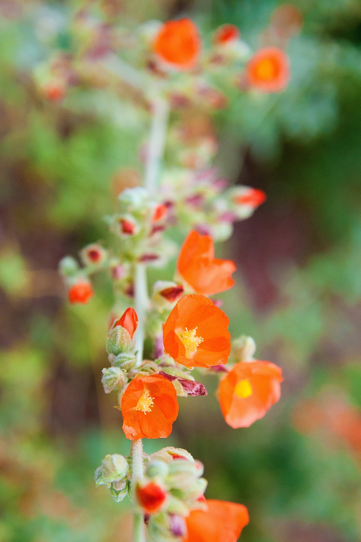 20 Apricot DESERT GLOBEMALLOW Mallow Sphaeralcea Ambigua Flower Seeds