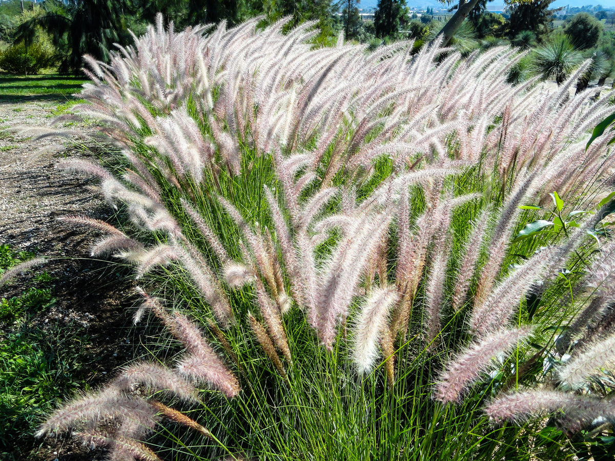 25 DWARF FOUNTAIN GRASS Pennisetum Alopecuroides Hardy Ornamental White Plume Seeds
