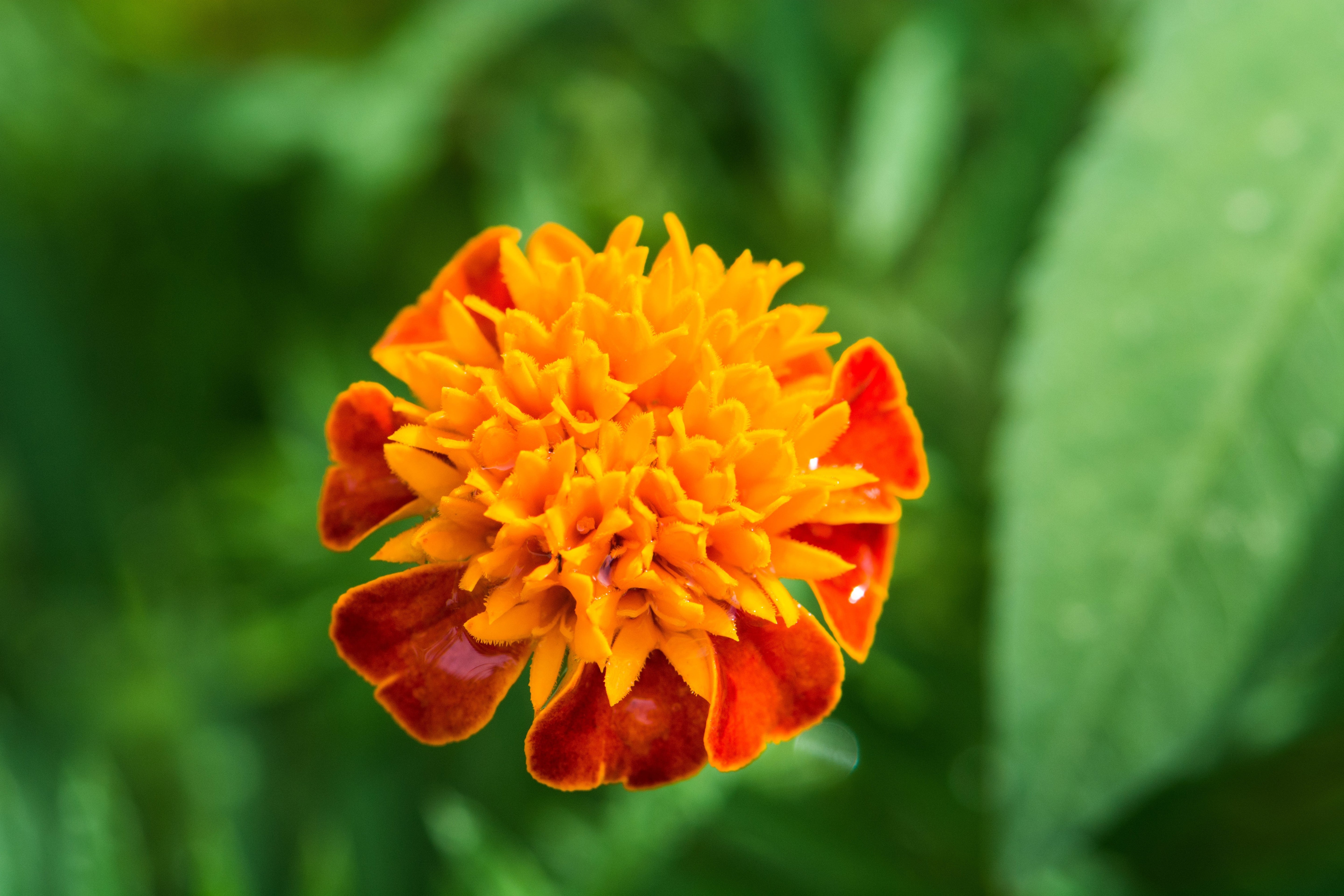 250 DWARF DOUBLE MARIGOLD ' Orange Flame ' Tagetes Patula French Red Flower Seeds