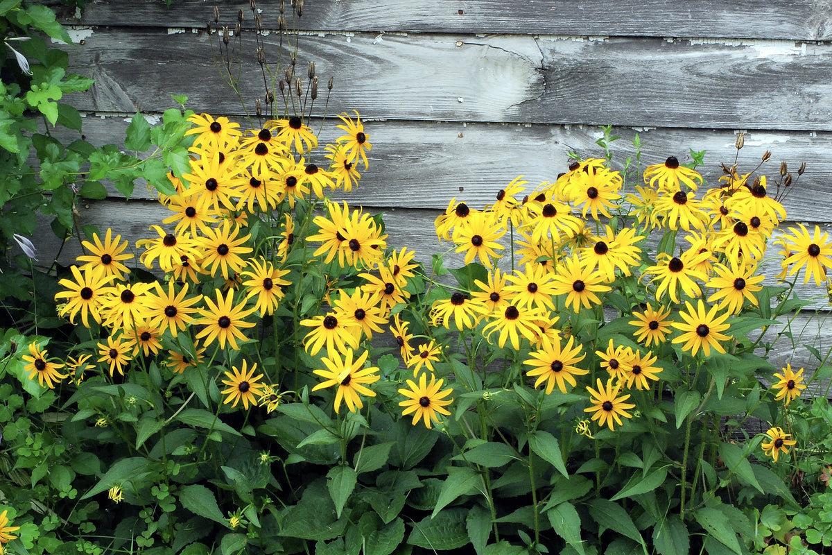 2000 BLACK EYED SUSAN Rudbeckia Hirta Yellow Heirloom Native Flower Seeds