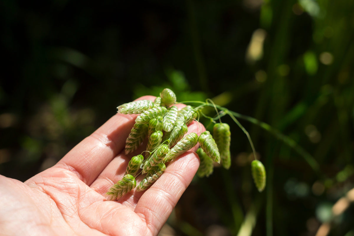 100 QUAKING GRASS (Rattlesnake Grass) Briza Maxima Seeds