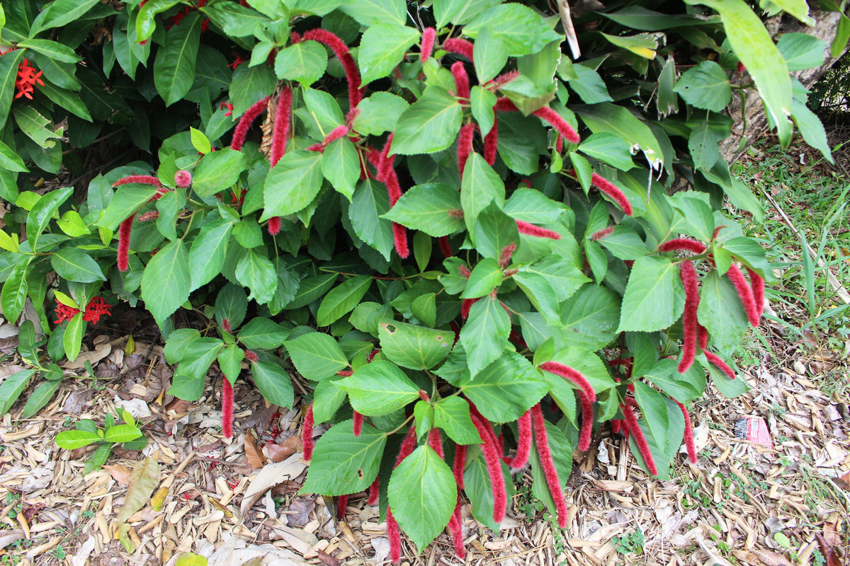 500 LOVE LIES BLEEDING Amaranthus Caudatus (Kiss Me Over The Garden Gate) Flower Seeds