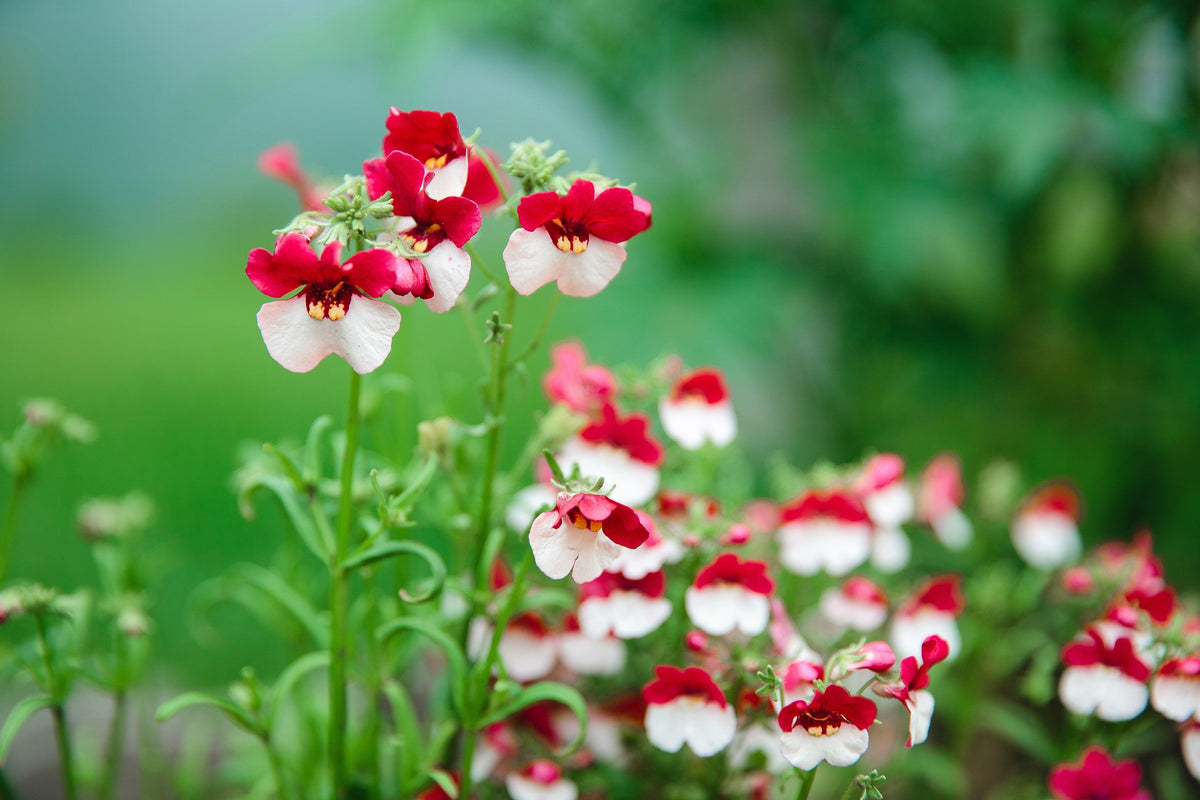 50 RED & WHITE NEMESIA Strumosa Danish Flag Fragrant Bicolor Flower Seeds