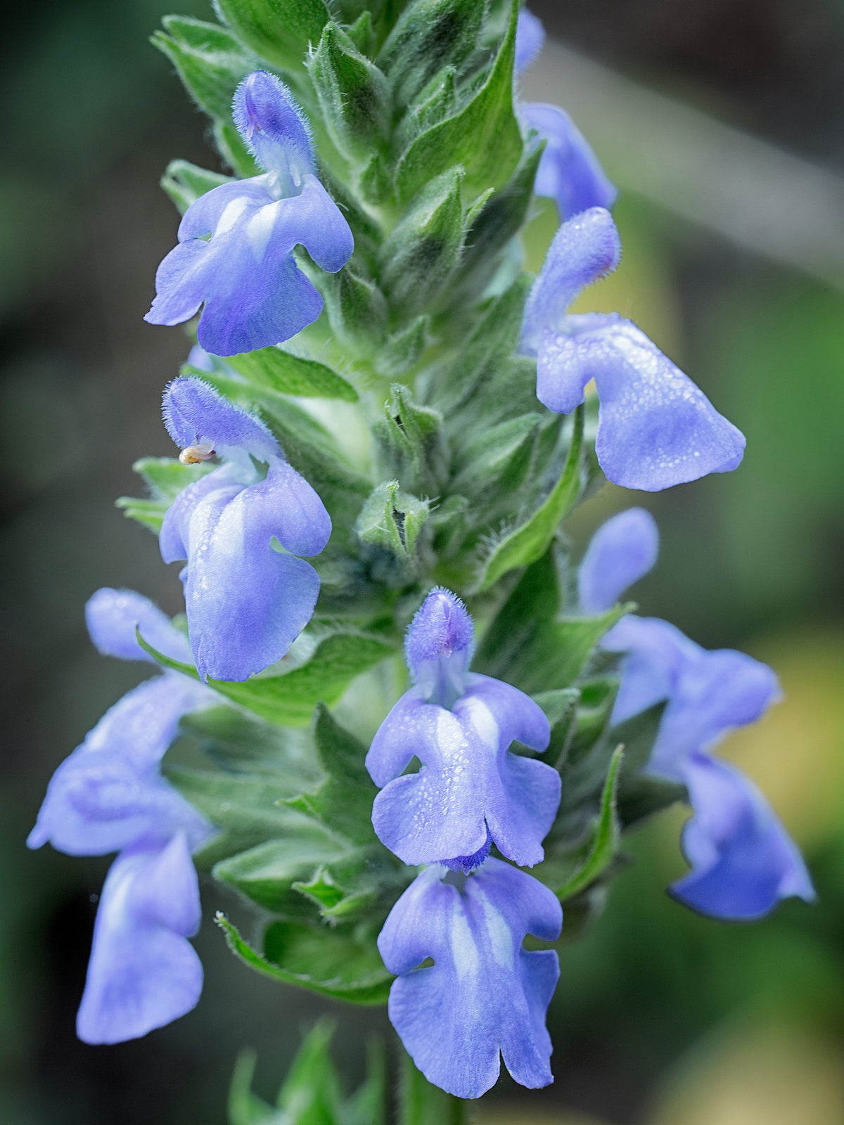 1000 CHIA SAGE / SALVIA Salvia Hispanica Flower Seeds