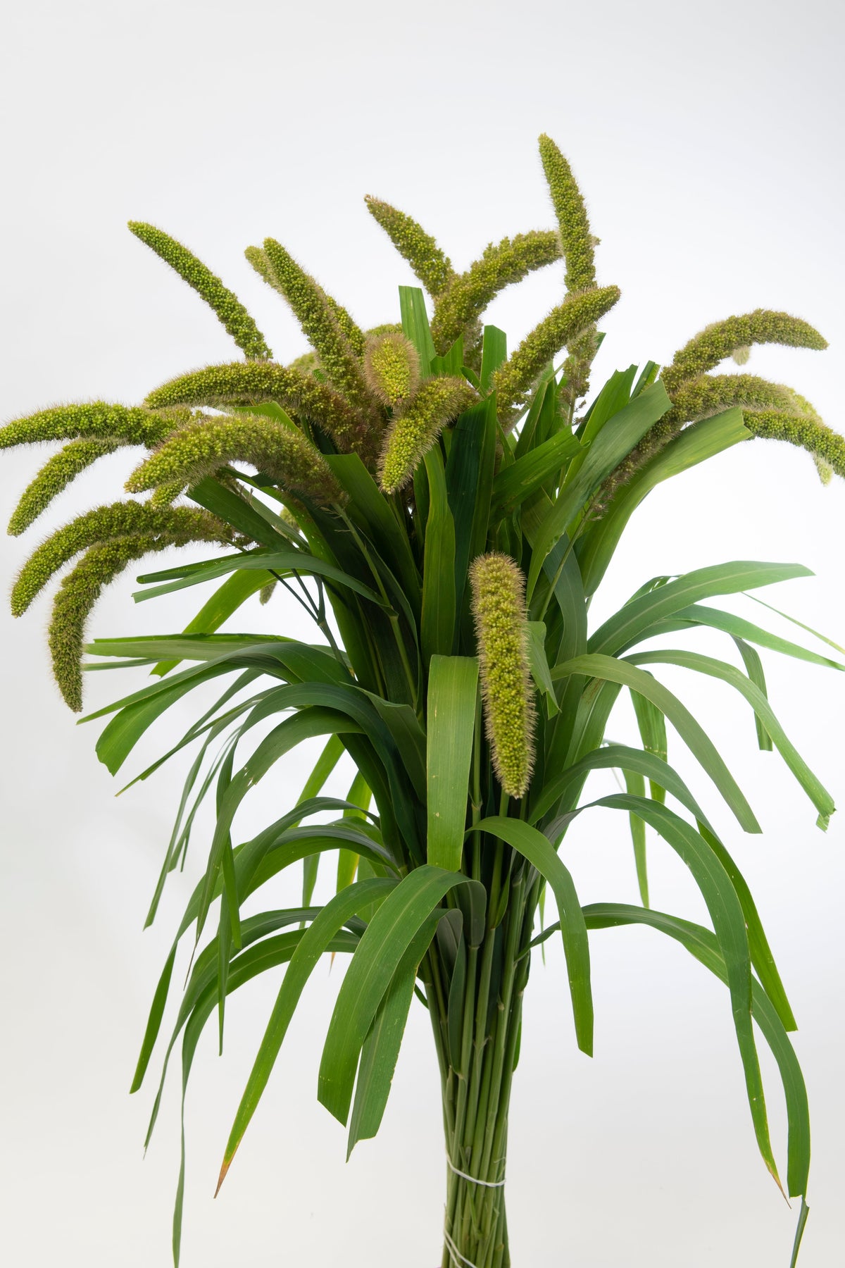 100 FOXTAIL MILLET Setaria Italica Ornamental Grass Flower Seeds