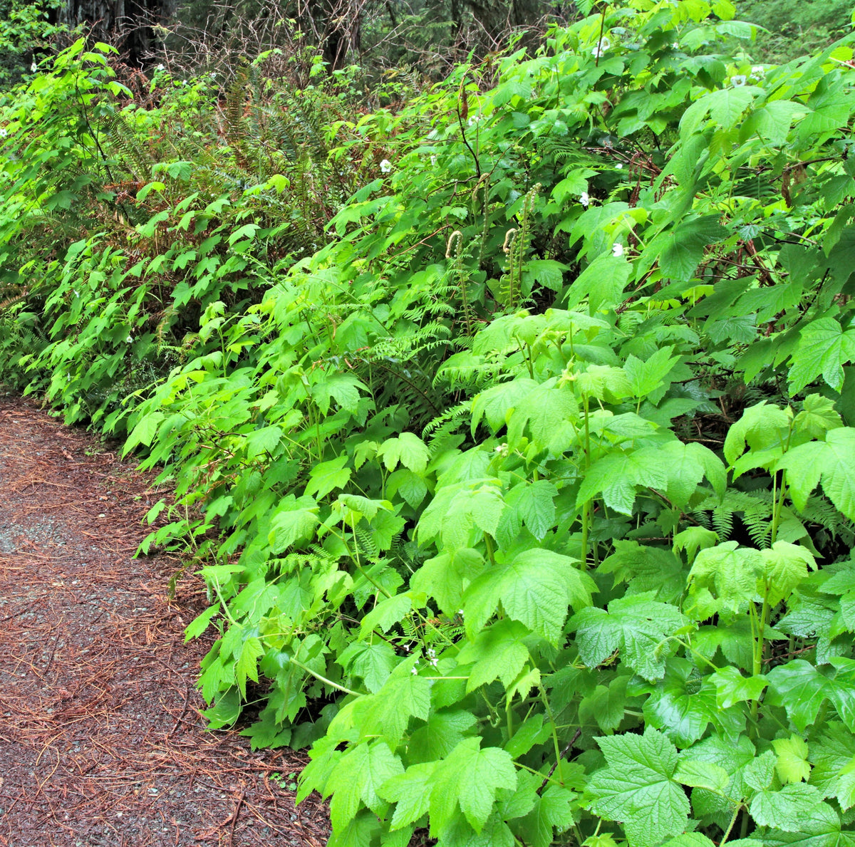50 THIMBLEBERRY Rubus Parviflorus Edible Red Berry Fruit Native White Flower Sun or Shade Shrub Seeds