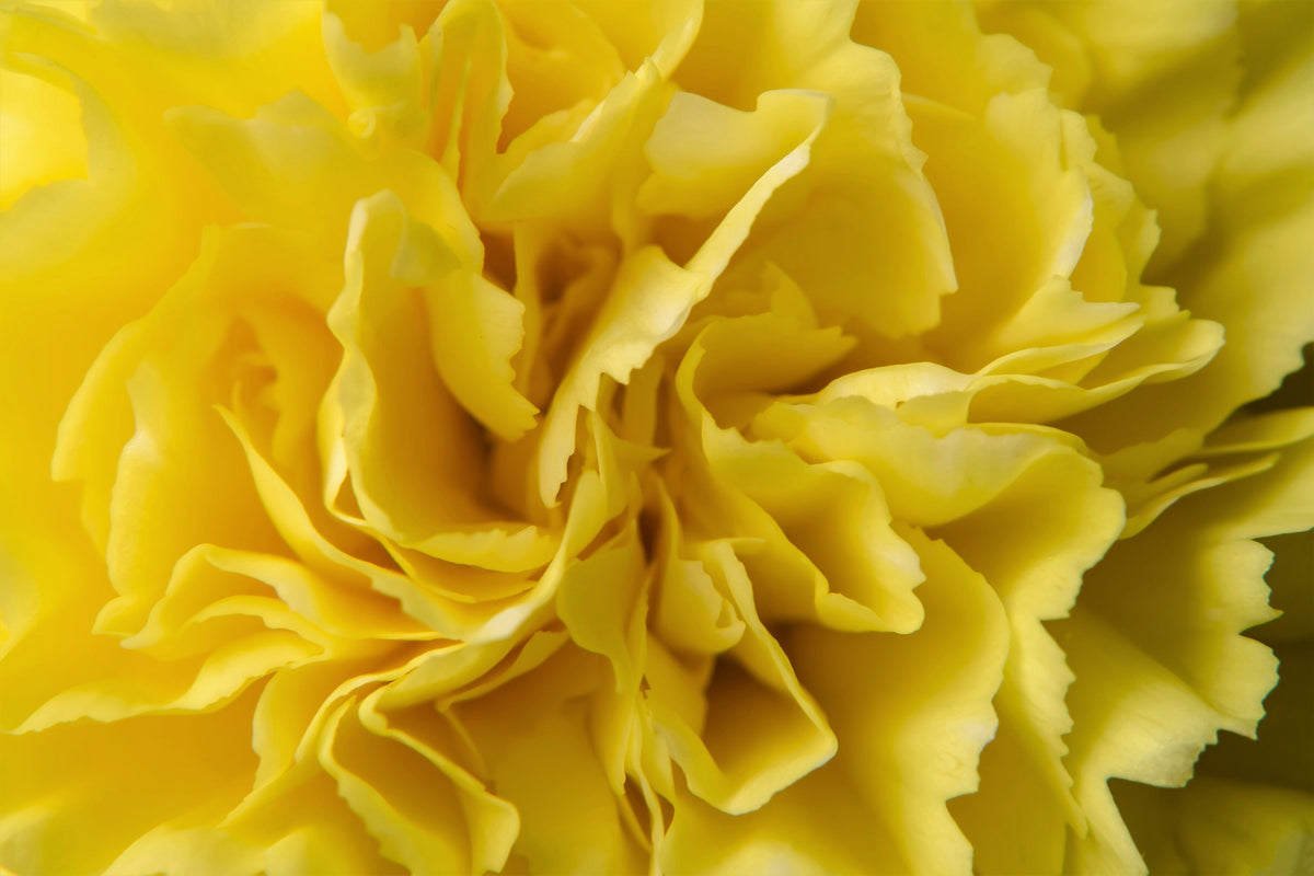 50 YELLOW CARNATION Dianthus Caryophyllus Grenadin Double Flower Seeds