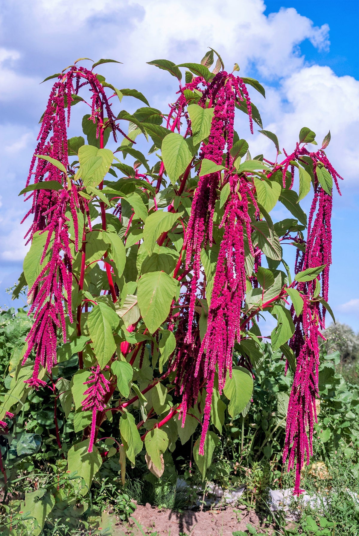 500 LOVE LIES BLEEDING Amaranthus Caudatus (Kiss Me Over The Garden Gate) Flower Seeds
