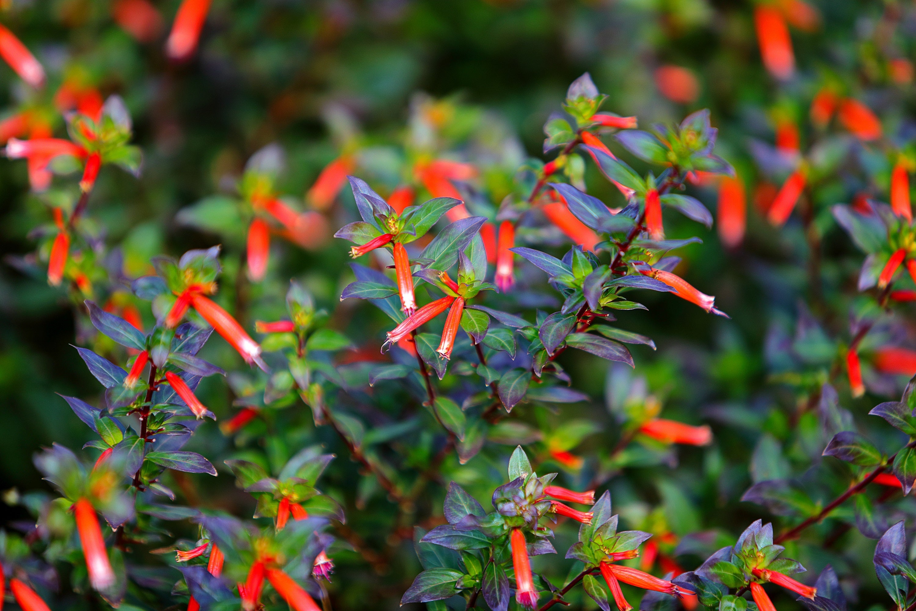 10 Red CIGAR PLANT Mexican Firecracker Cuphea Ignea Hummingbird Flower Seeds