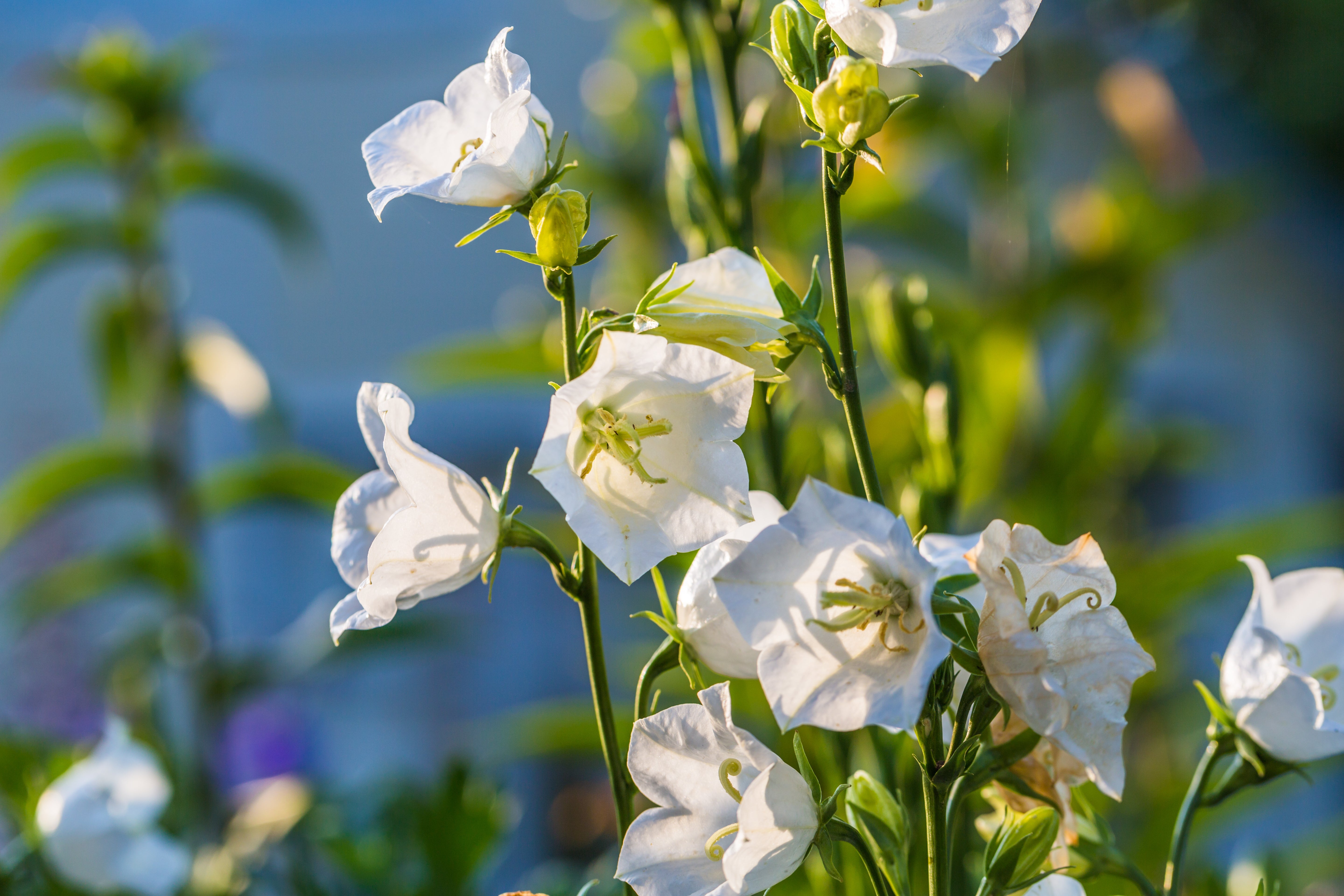 500 White PEACH LEAVED BELLFLOWER Campanula Persicifolia Flower Seeds