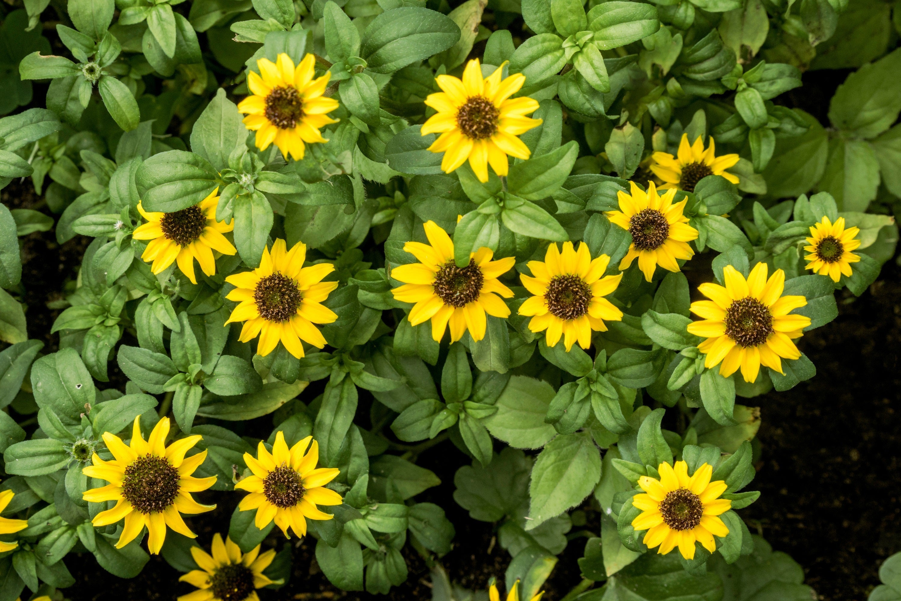 150 YELLOW CREEPING ZINNIA Sanvitalia Procumbens Seeds