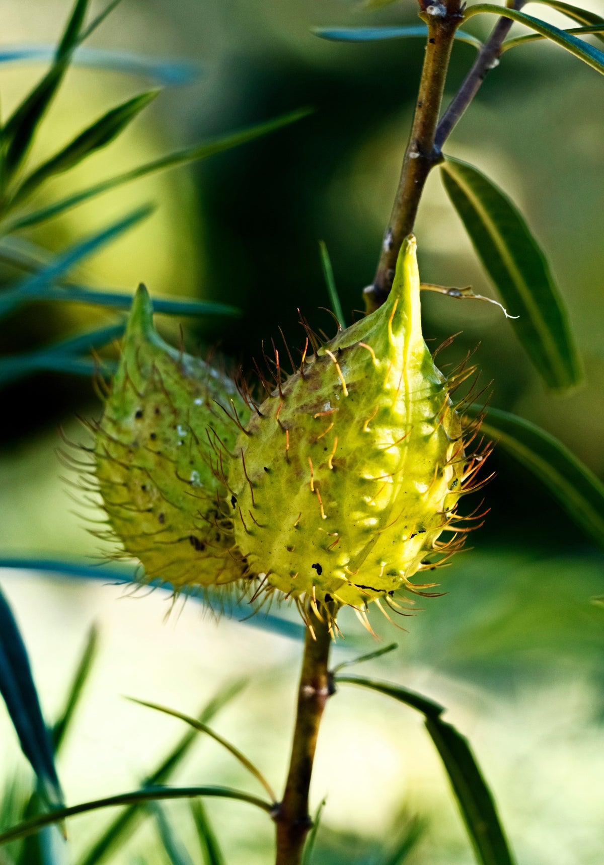 10 SWAN MILKWEED Hairy Balls Butterfly Weed Asclepias Gomphocarpus Fruticosus Monarch Flower Seeds