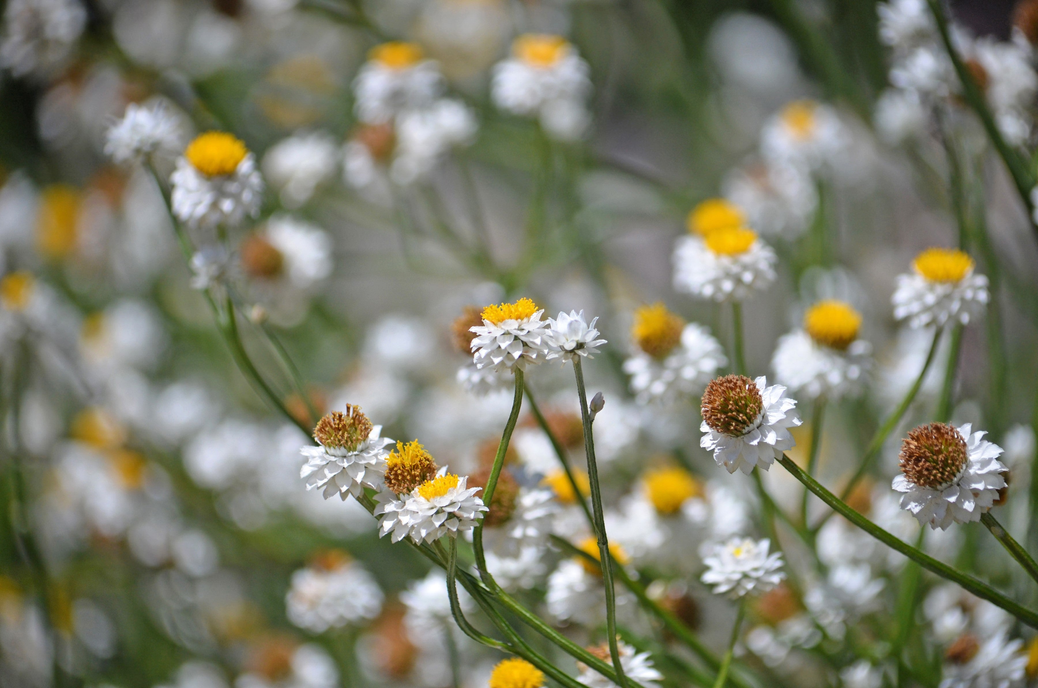 250 WHITE WINGED EVERLASTING Ammobium Alatum Flower Seeds