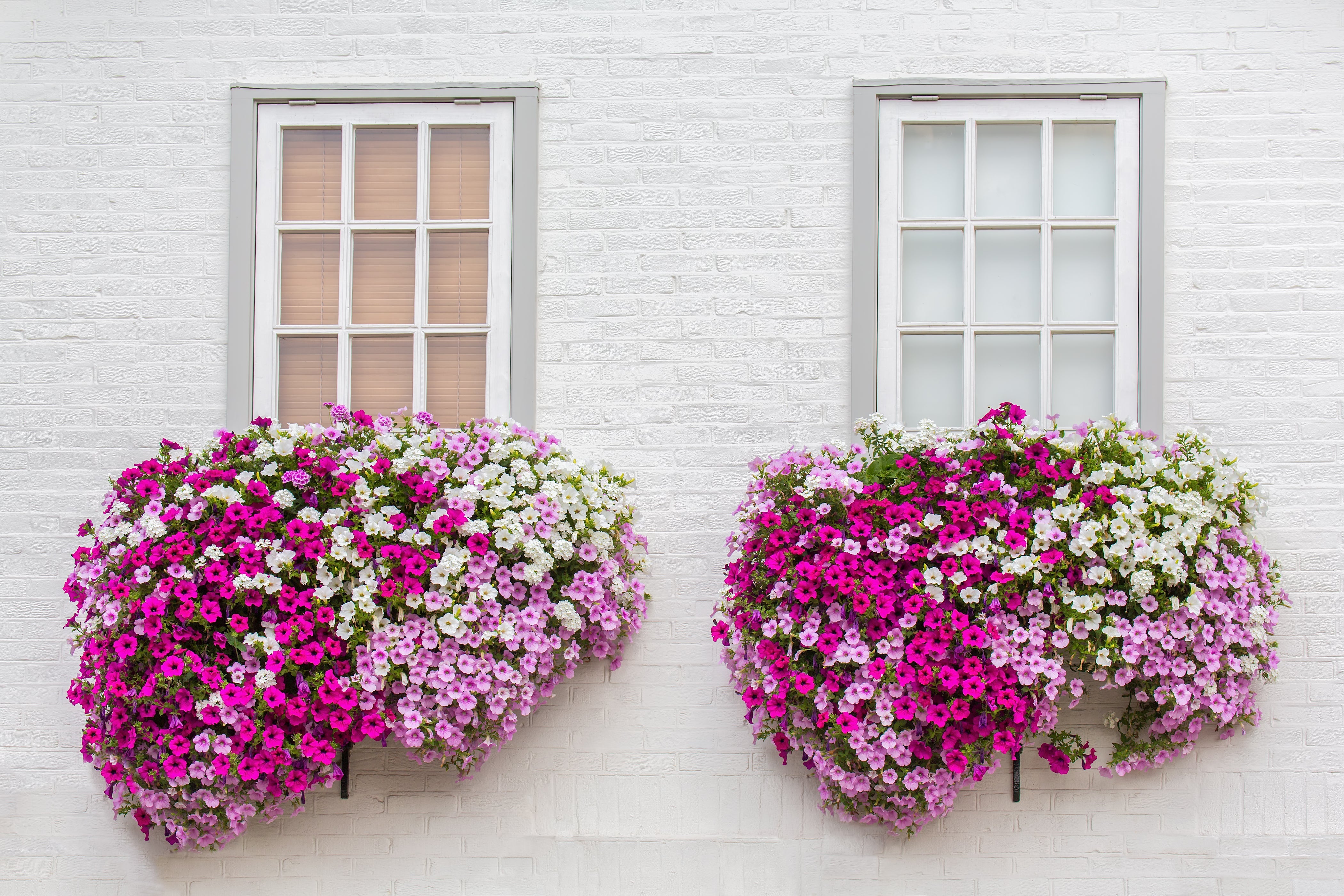 250 MIXED COLORS PETUNIA Flower Seeds