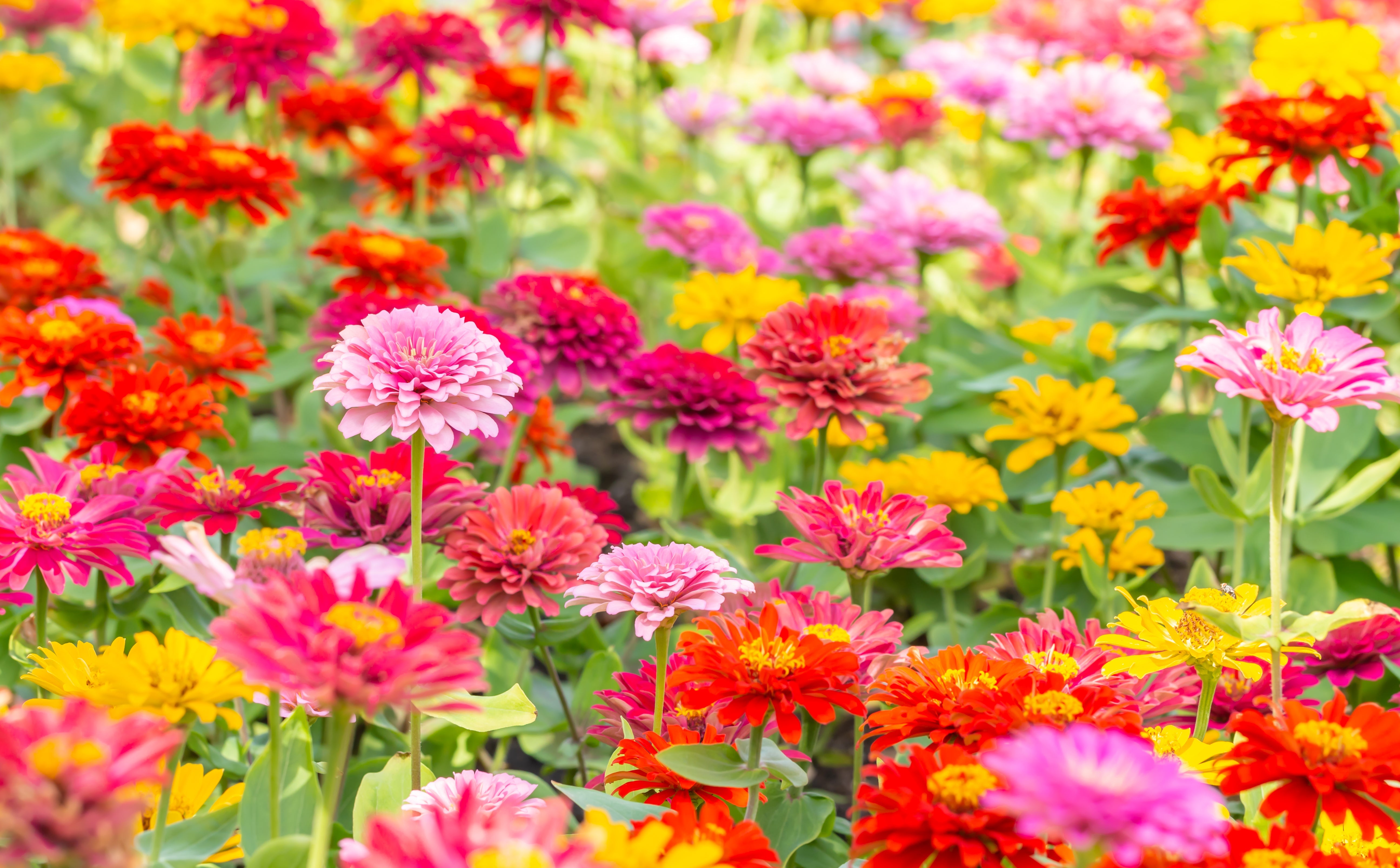 150 DWARF THUMBELINA ZINNIA Elegans Mixed Colors Flower Seeds