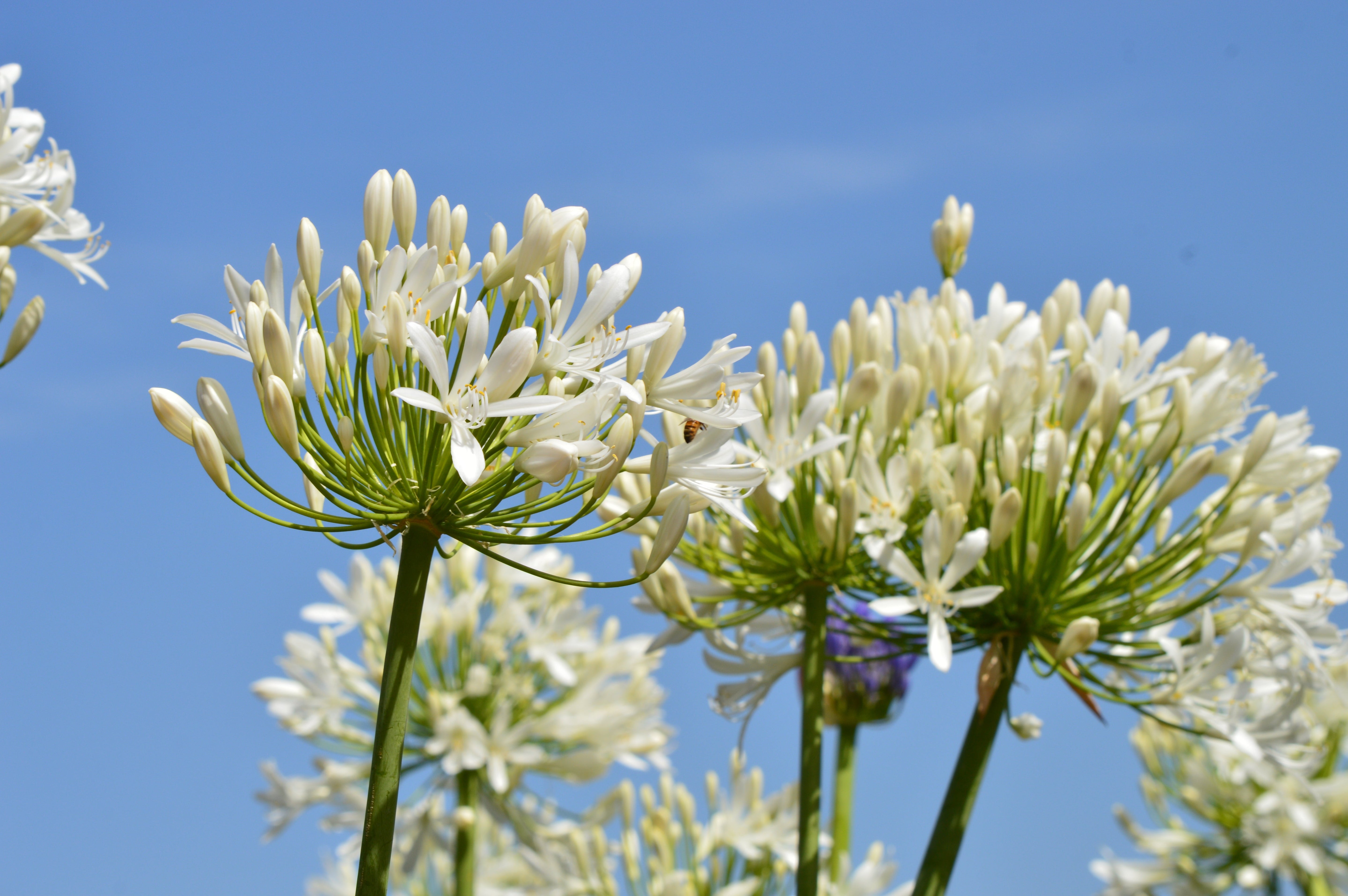 25 WHITE LILY of the NILE Agapanthus Orientalis African Lily Flower Seeds