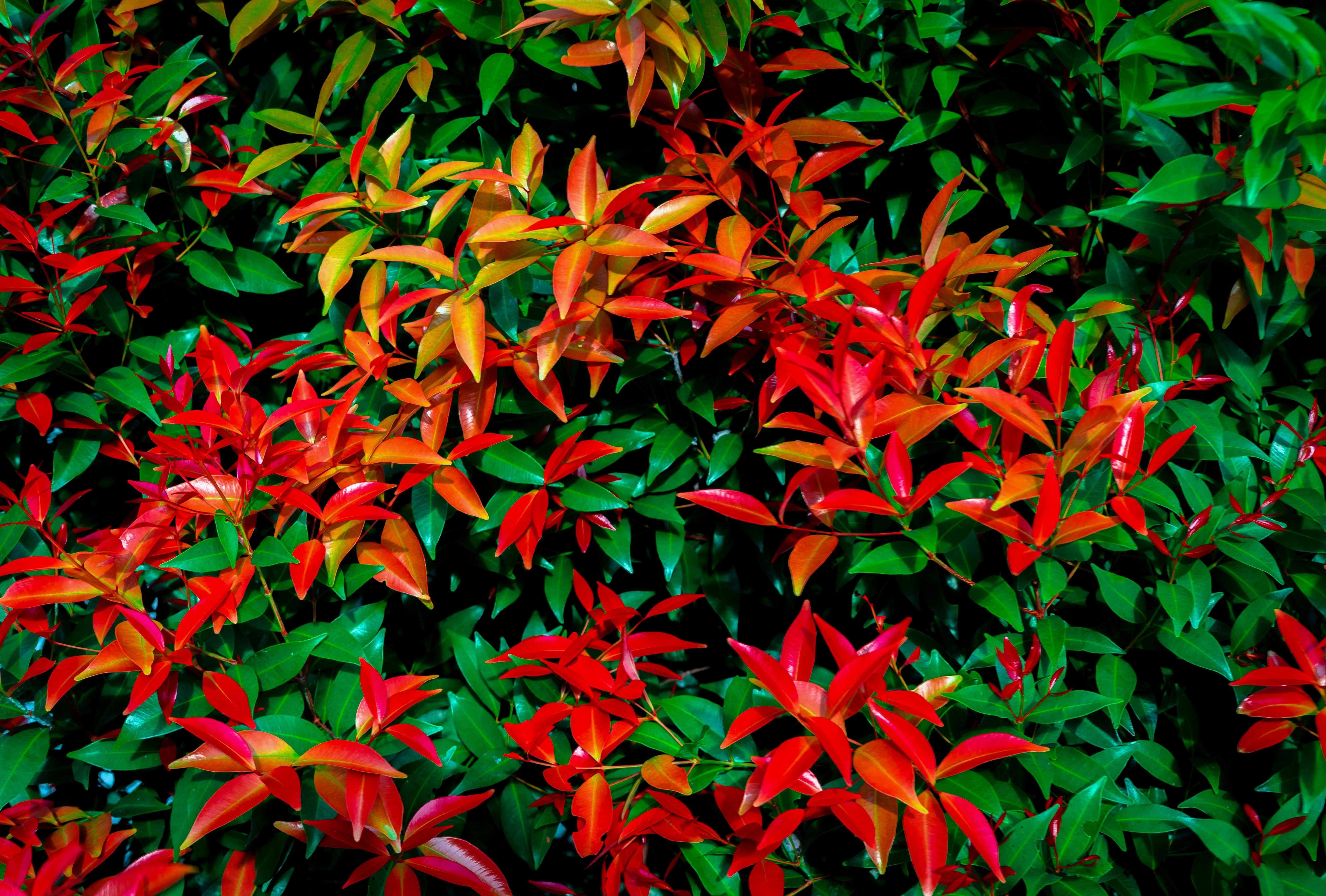 15 DWARF SACRED BAMBOO Heavenly Nandina Domestica Nana Pink Red Sun Shade Shrub Seeds