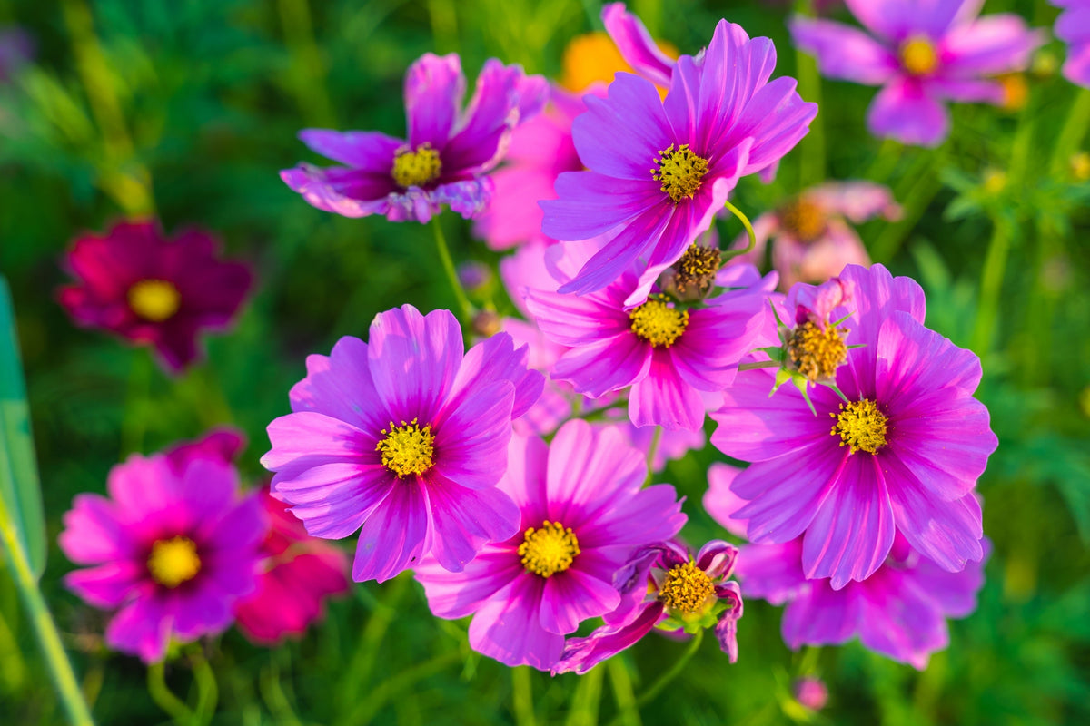 300 GLORIA COSMOS Bipinnatus 2-Tone Pink Fast Growing Flower Seeds