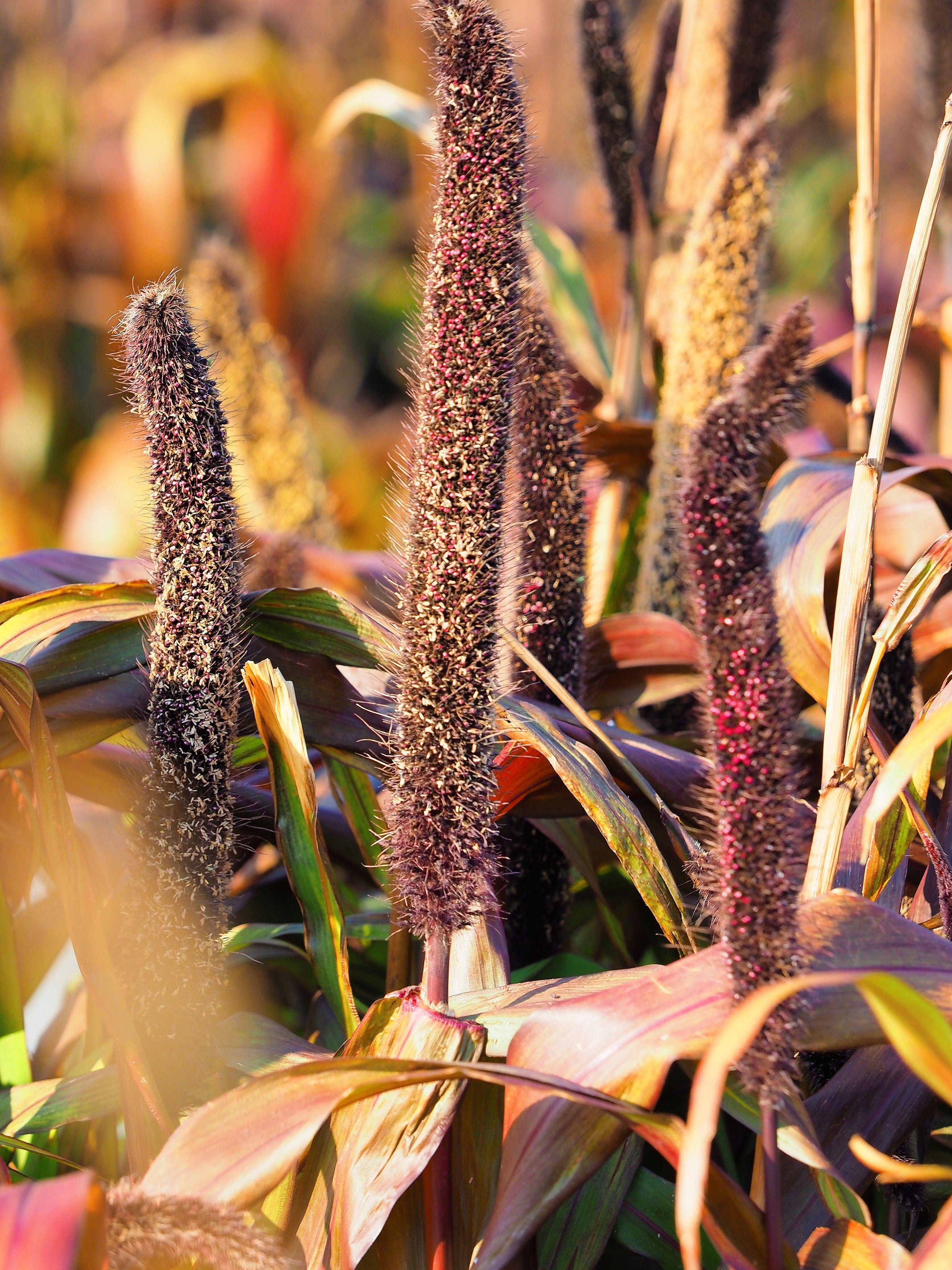 25 RED JEWEL MILLET Setaria Italica Ornamental Grass Flower Seeds