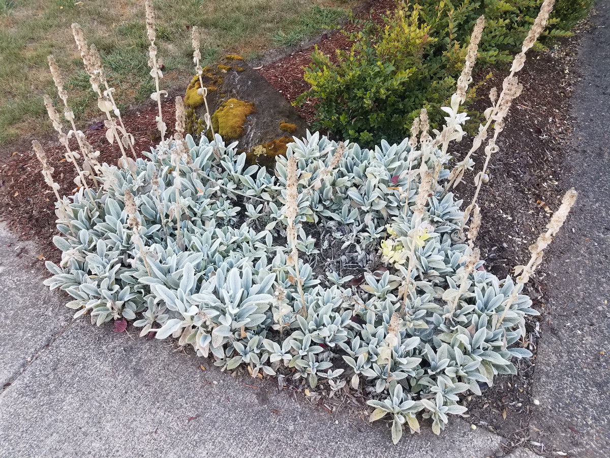 100 Wolly LAMBS EAR Stachys Byzantina Silvery Fuzzy Leaves Purple Flower Seeds