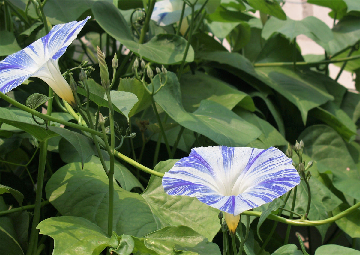40 CARNEVALE di VENEZIA MORNING GLORY Pink & Purple with White Stripes Ipomoea Purpurea Flower Vine Seeds