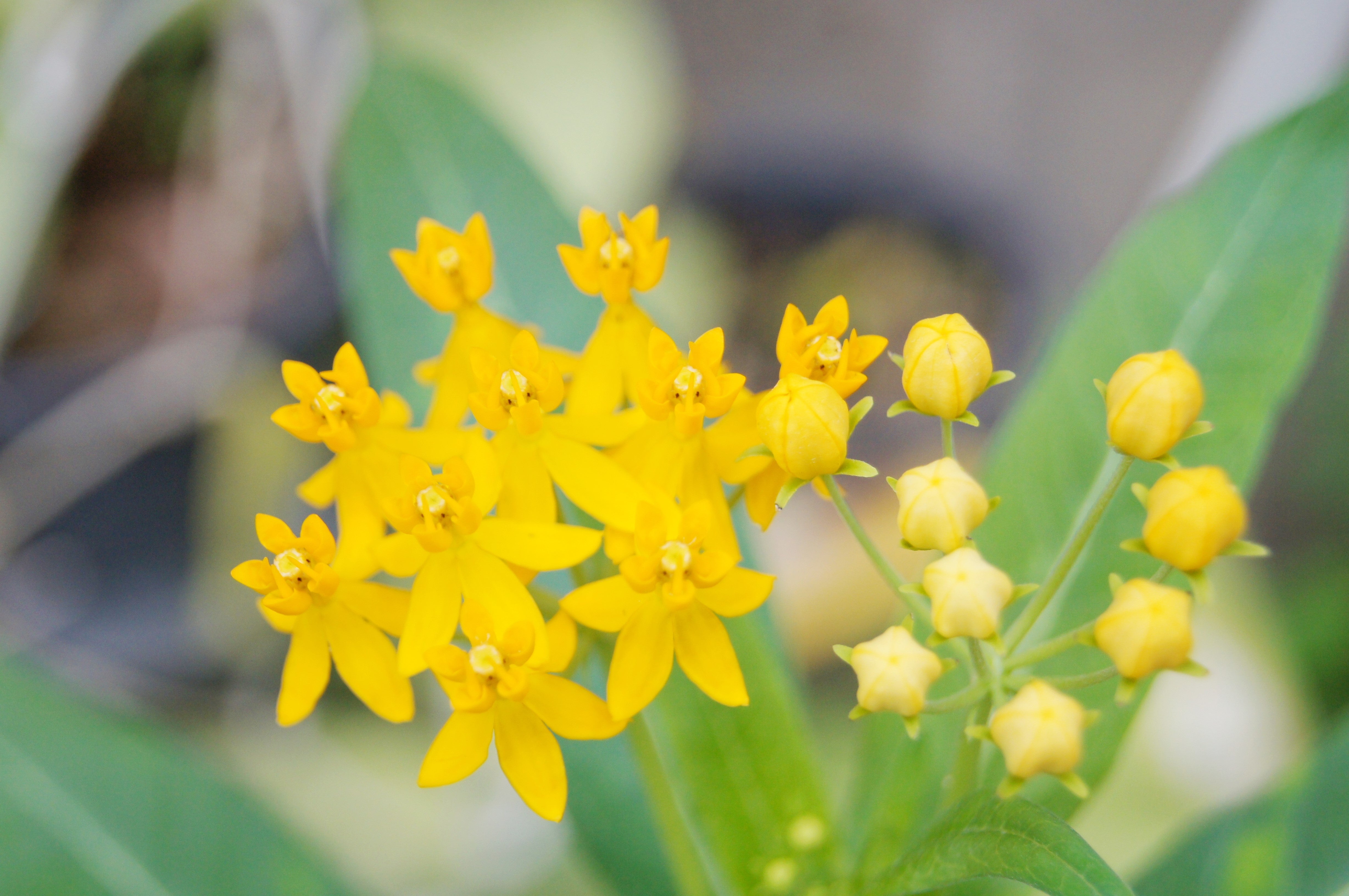 10 SILKY GOLD MILKWEED Butterfly Weed Asclepias Curassavica Monarch Flower Seeds