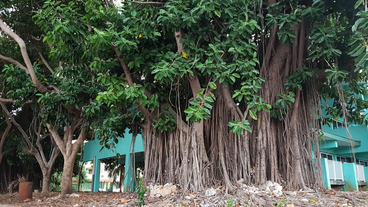 50 BANYAN / BANYAN FIG TREE East Indian Ficus Benghalensis Aerial Root Houseplant Seeds