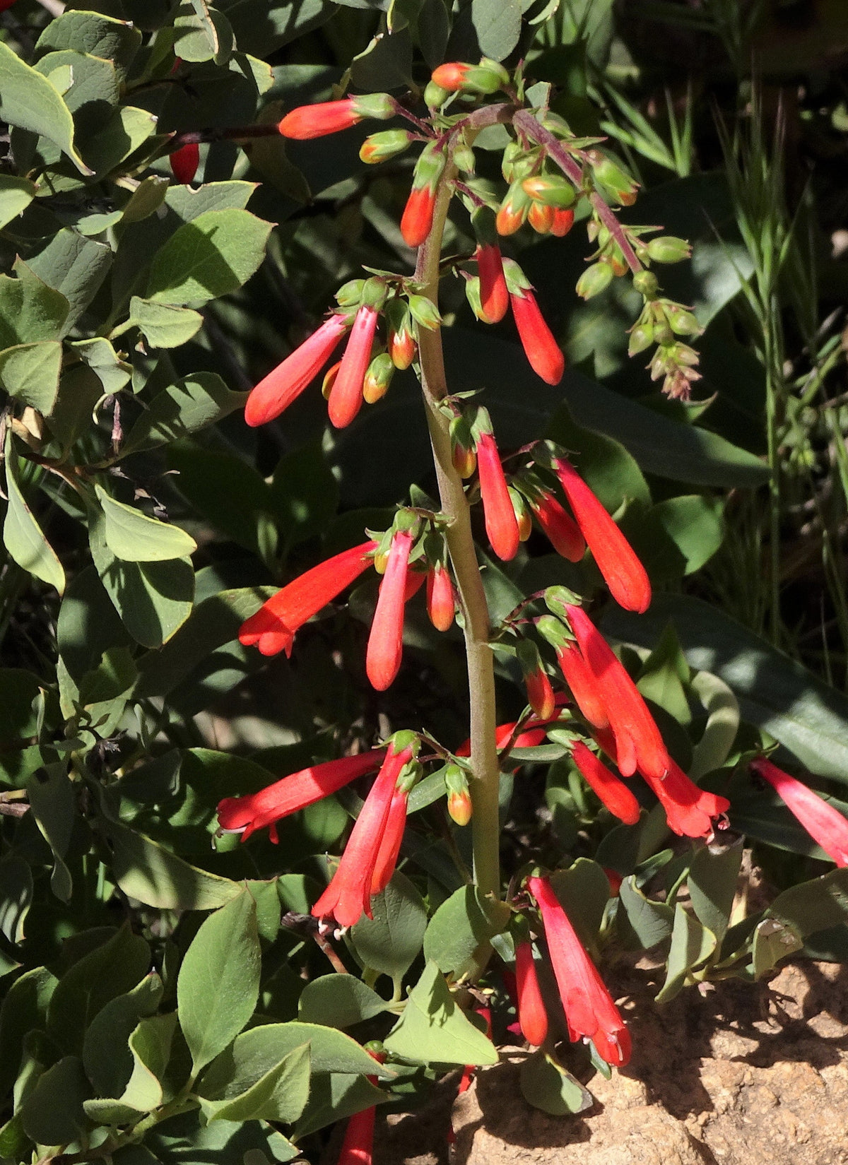 150 Eatons RED FIRECRACKER PENSTEMON Eatonii Native Hummingbird Flower Seeds