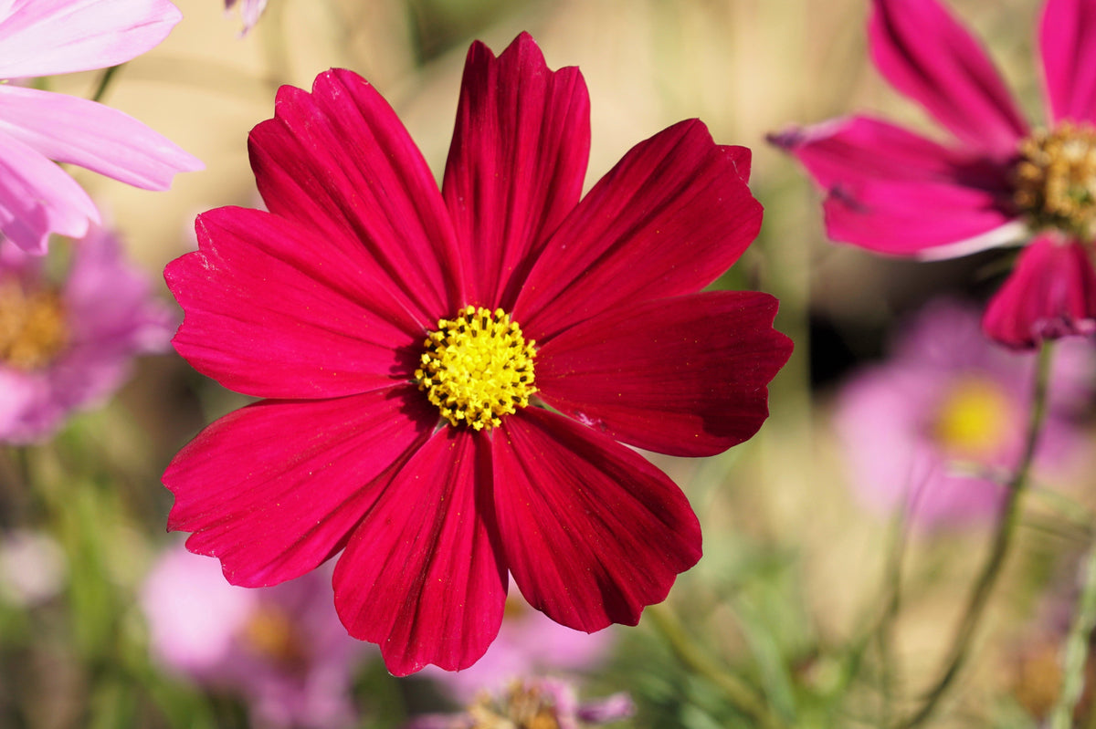 300 RED COSMOS DAZZLER Cosmos Bipinnatus Flower Seeds