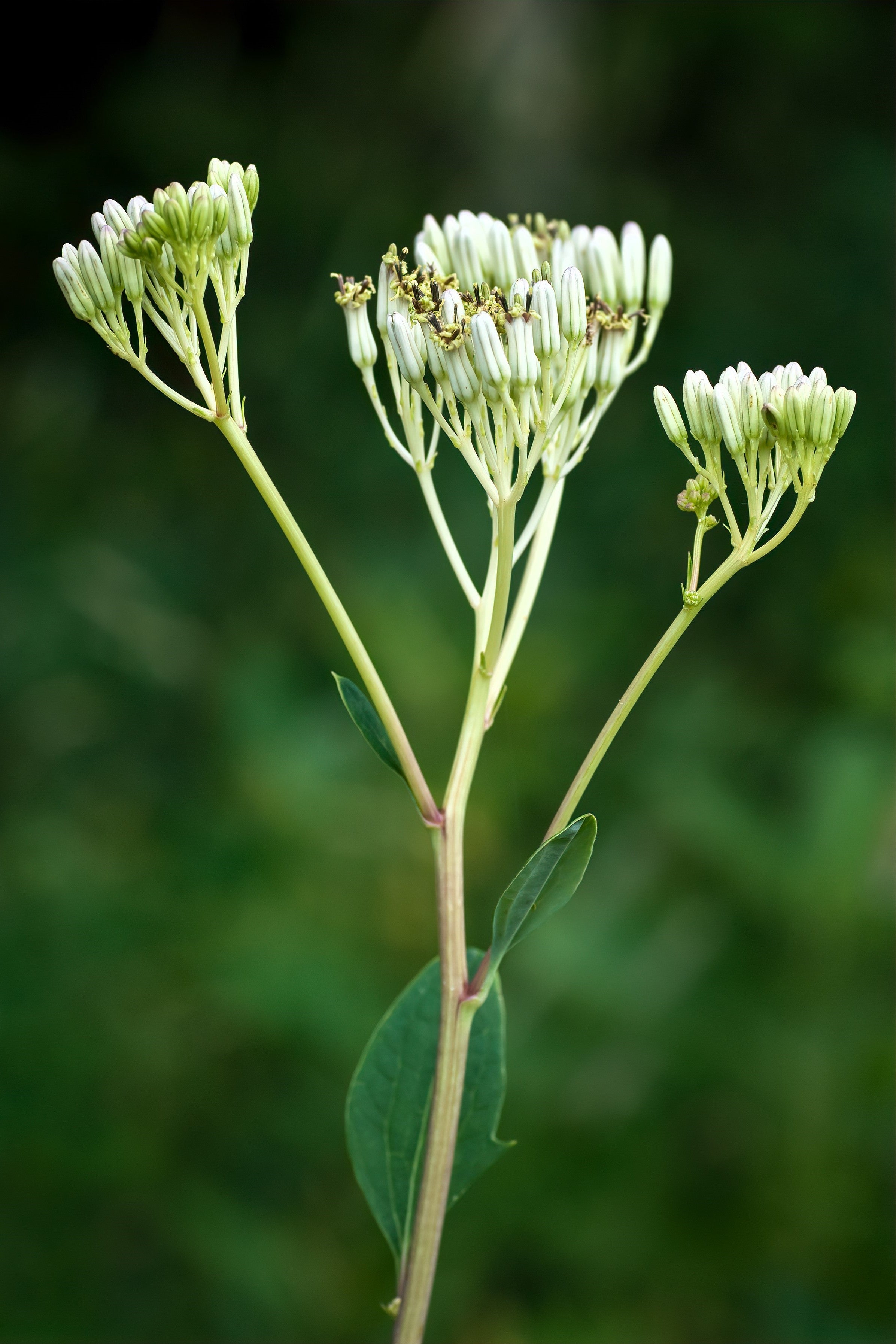 50 GREAT INDIAN PLANTAIN Cacalia Muhlenbergii White Flower Seeds