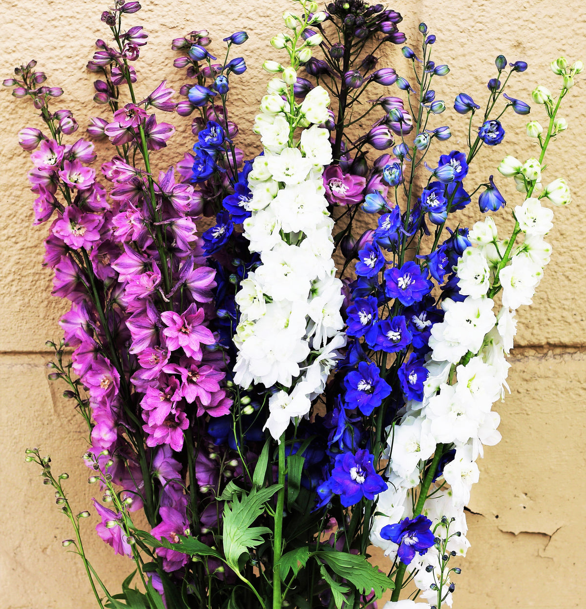 100 ROCKET LARKSPUR DELPHINIUM Consolida Giant Imperial Mixed Colors Flower Seeds