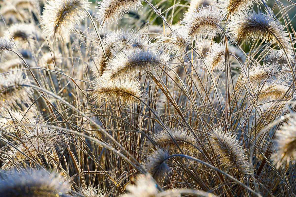 25 DWARF FOUNTAIN GRASS Pennisetum Alopecuroides Hardy Ornamental White Plume Seeds