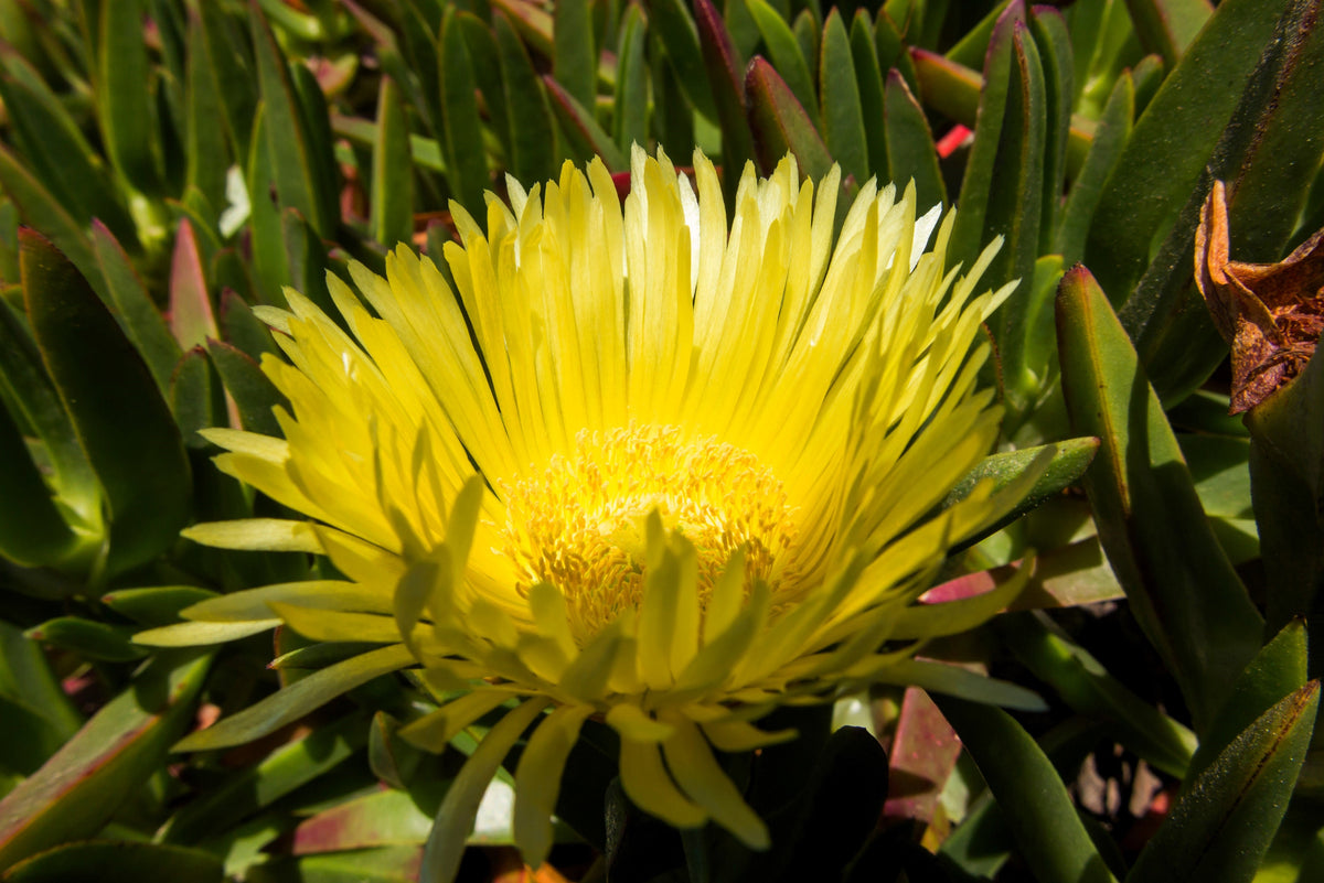 100 Gelato YELLOW ICE PLANT Mesembryanthemum Daisy Livingstone Succulent Flower Seeds