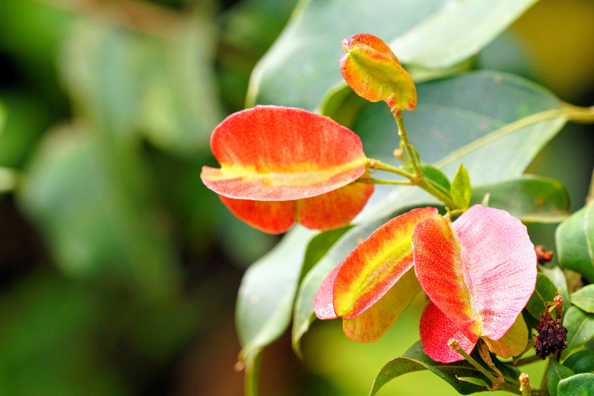 40 Mixed Colors FLORIDA HOPBUSH Dodonaea Viscosa Hawaiian Hopseed Flower Shrub Seeds