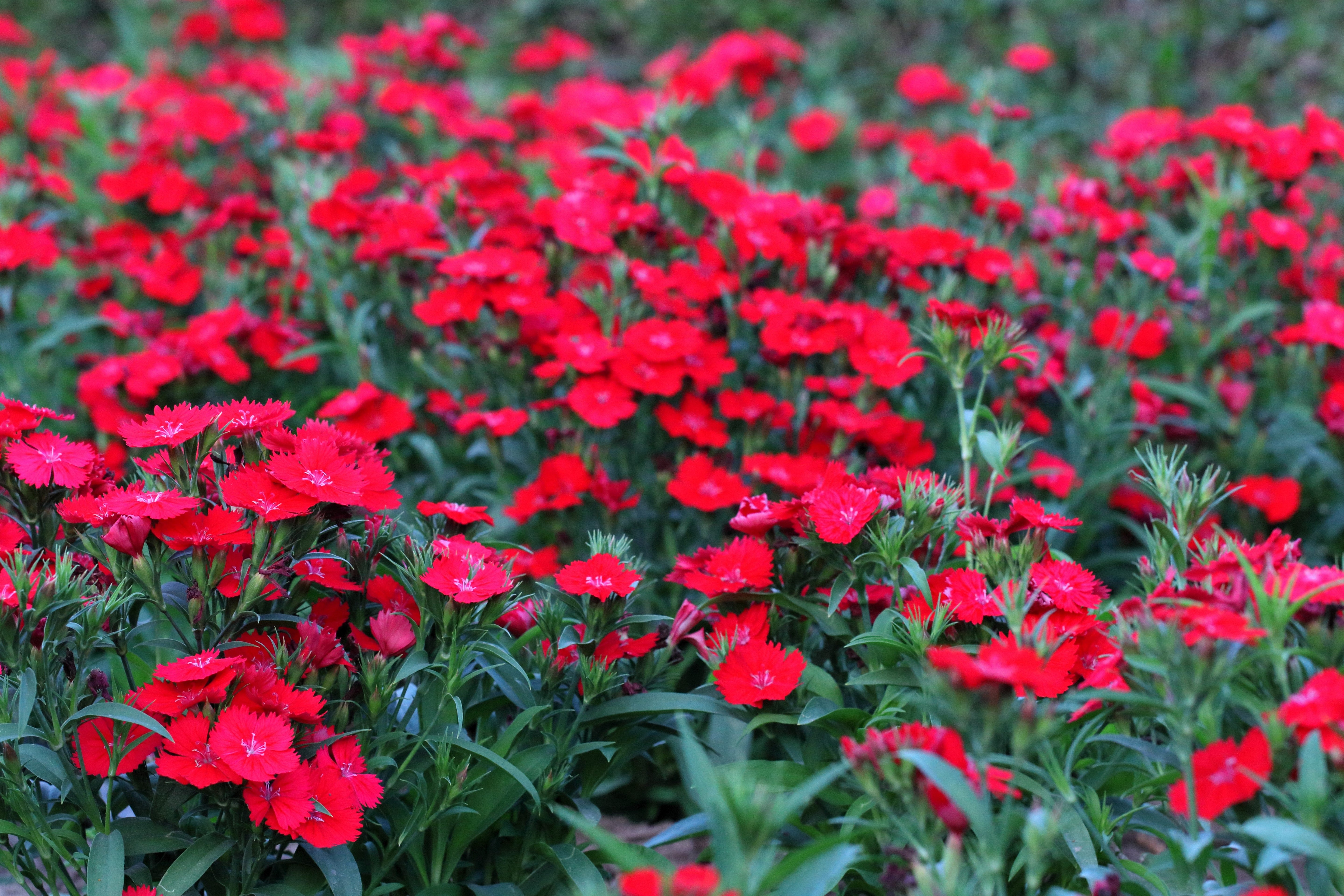 100 RED CARDINAL DIANTHUS Deltoides Flower Seeds
