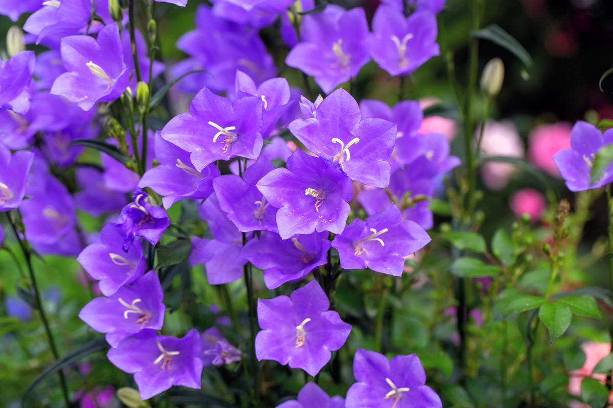 500 TELHAM BEAUTY BELLFLOWER Blue Peach Leaved Campanula Persicifolia Flower Seeds