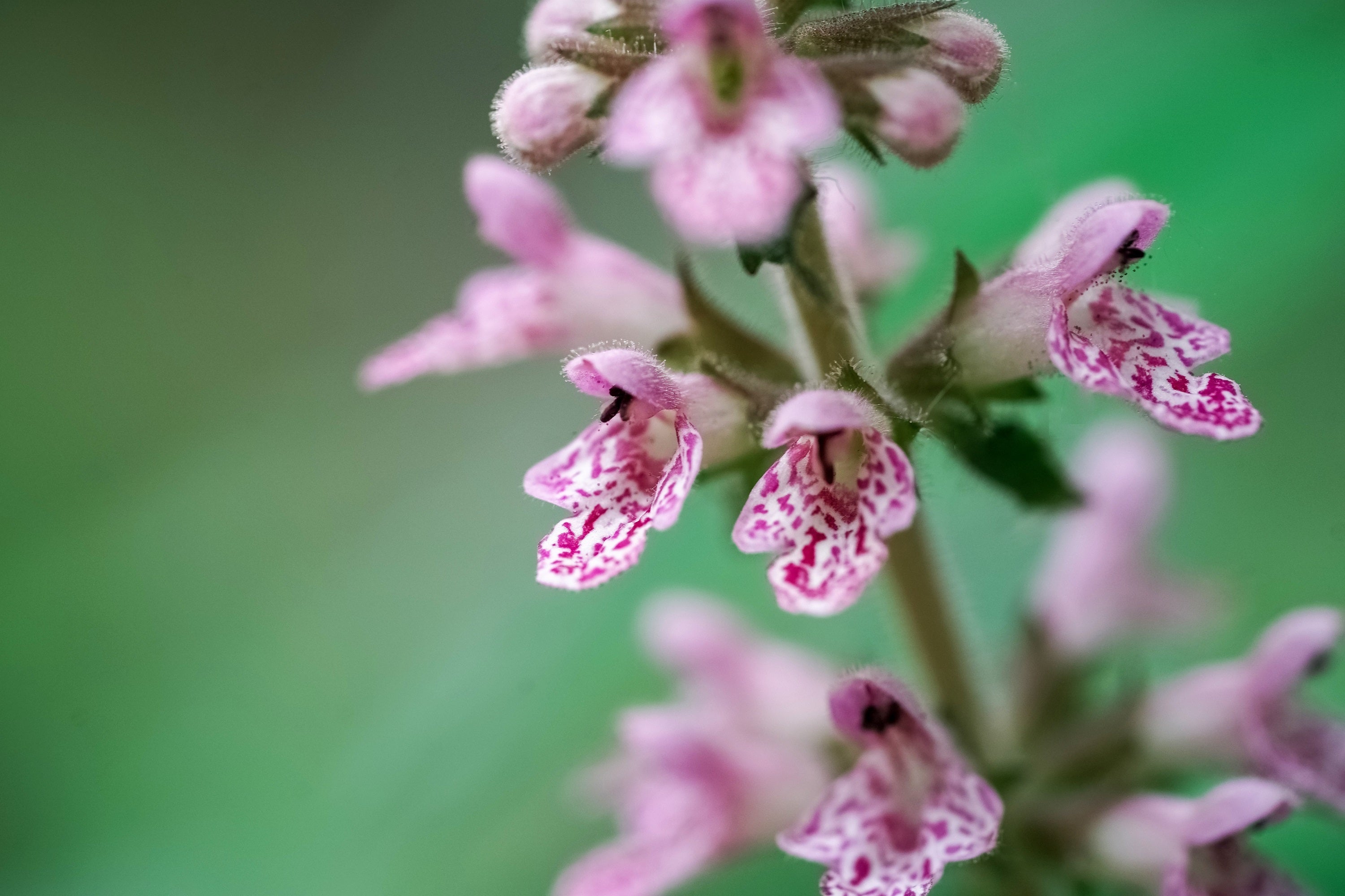 100 Pink CHINESE MOTHERWORT Leonurus Japonicus Siberian Honey Herb Flower Seeds