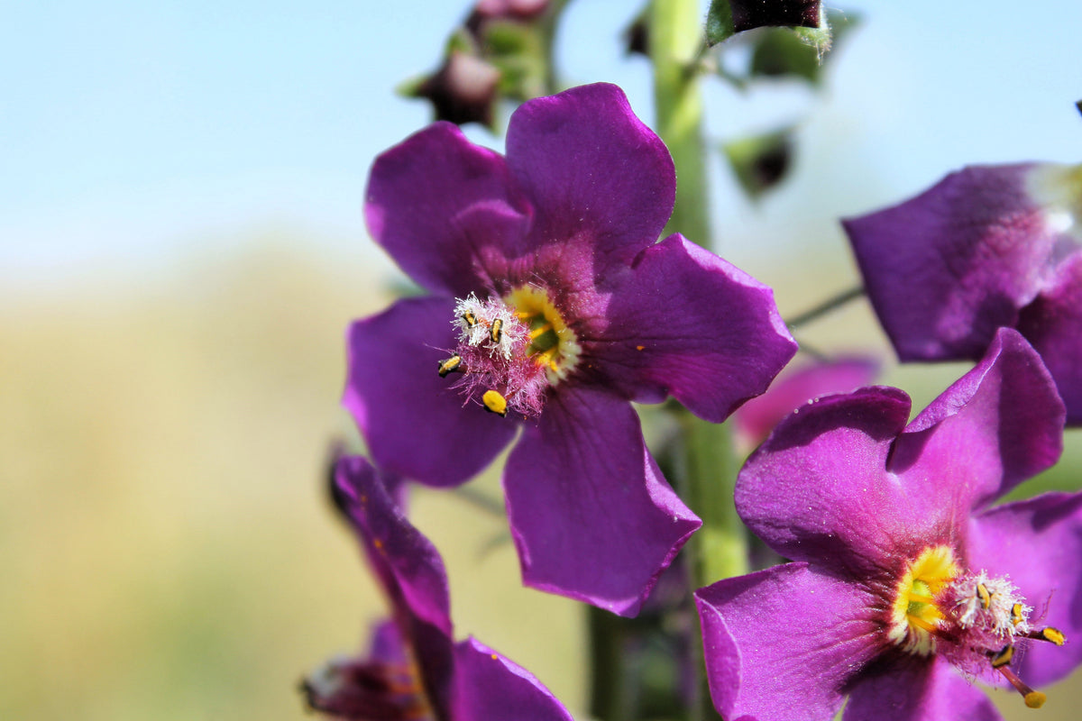 50 VIOLETTA VERBASCUM Phoeniceum Purple Mullein Nectar Flower Seeds