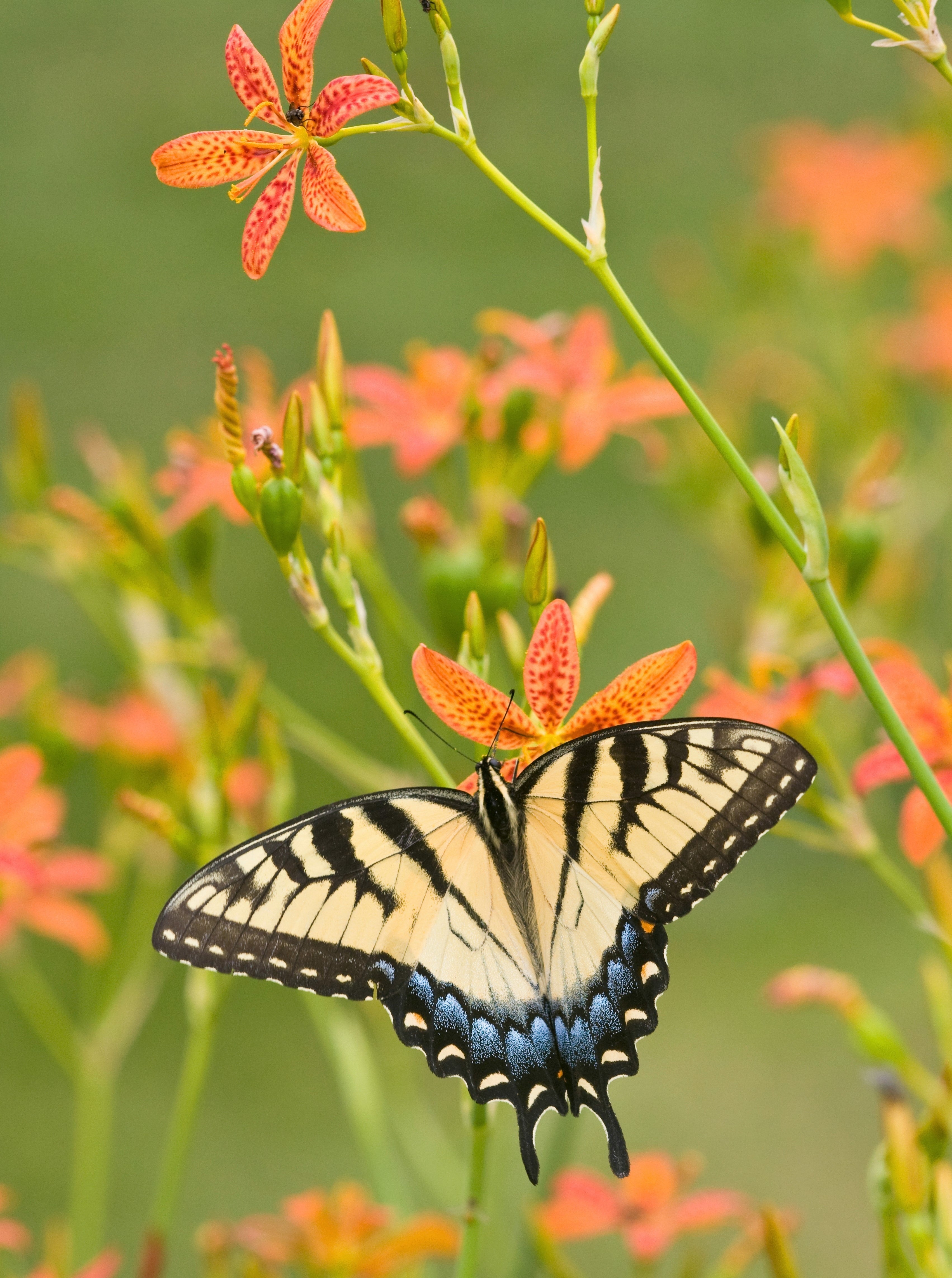 10 FRECKLEFACE BLACKBERRY LILY (Leopard Lily) Belamcanda Chinensis Iris Domestica Flower Seeds
