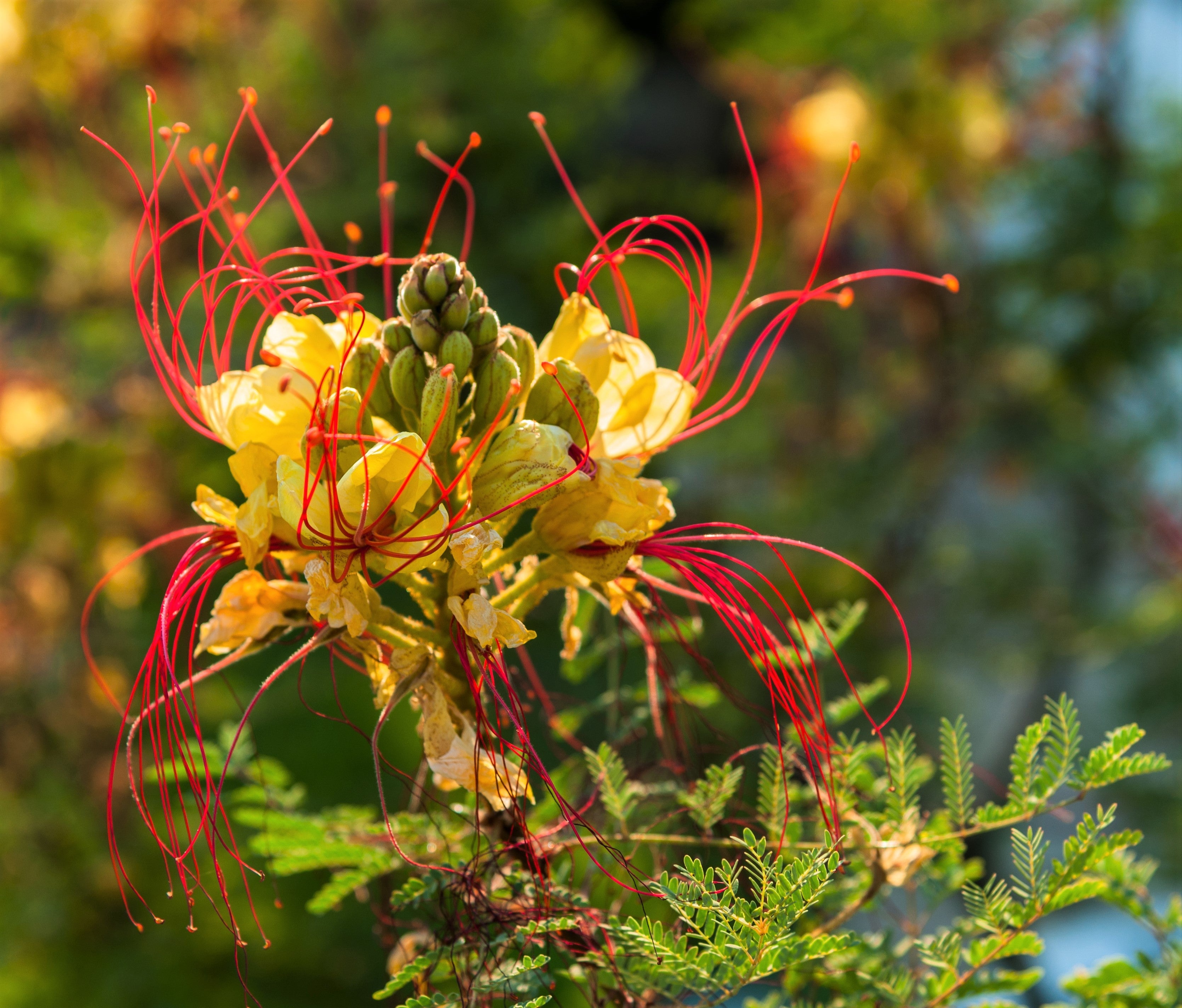 5 DESERT BIRD OF PARADISE Shrub Caesalpinia Gilliesii Poinciana Red & Yellow Flower Seeds