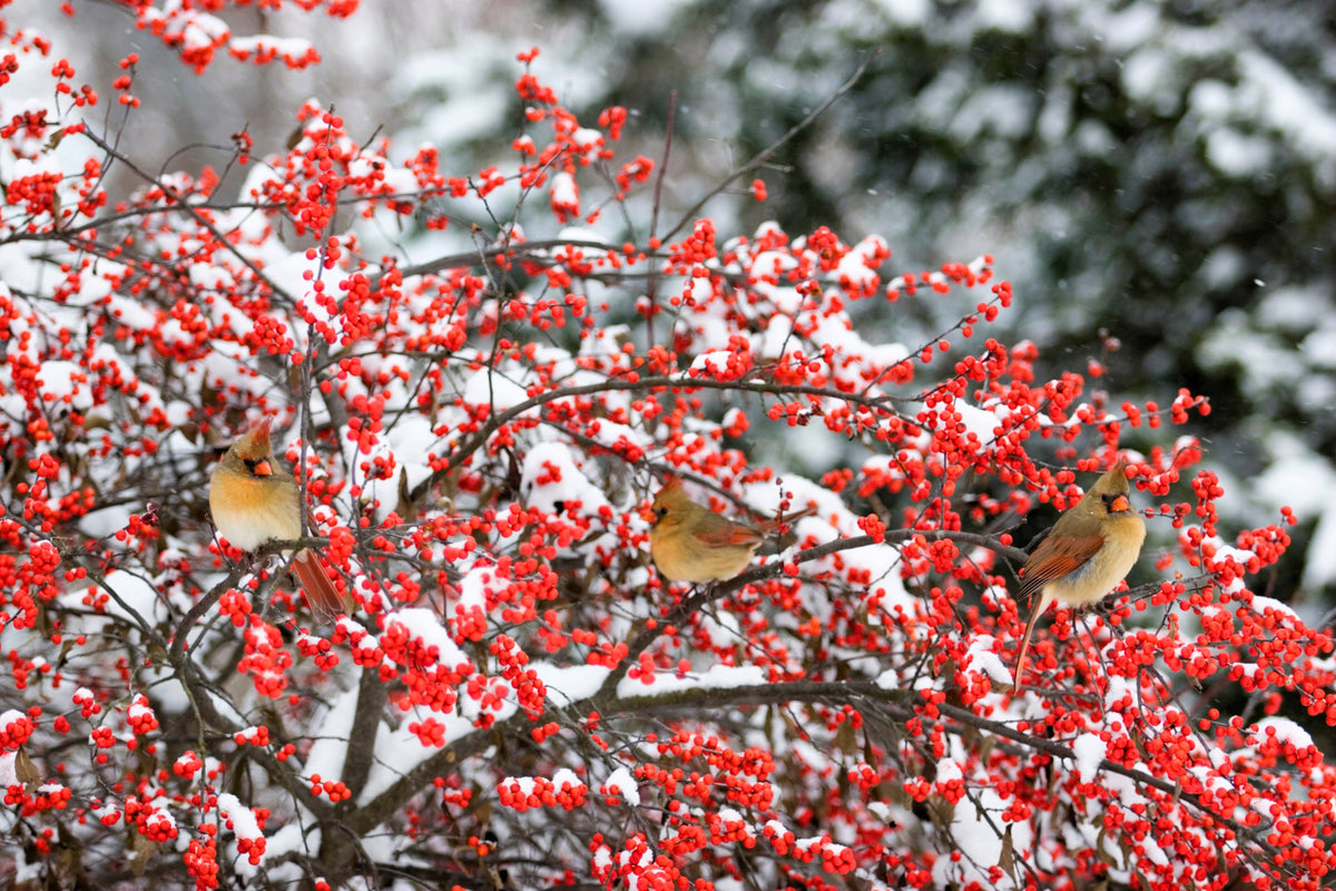 50 WINTERBERRY Holly Ilex Verticillata - Candian Holly  / Fever Bush / Black Alder Tree Shrub Red Berry White Flower Seeds