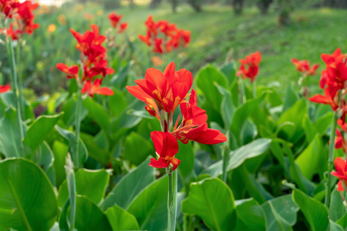 5 RED CANNA LILY Indian Shot Canna Indica Flower Seeds