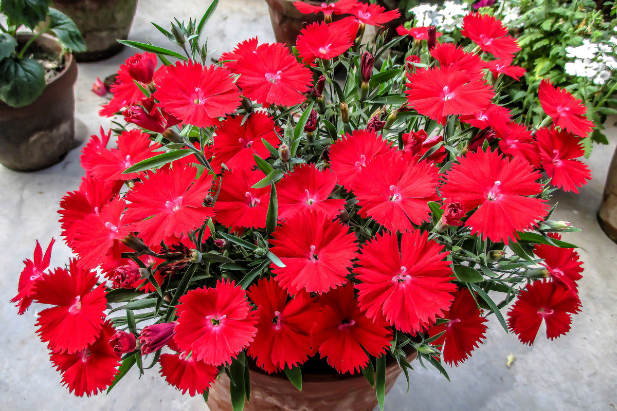 550 MAIDEN PINKS Mixed Colors Dianthus Deltoides Flower Seeds